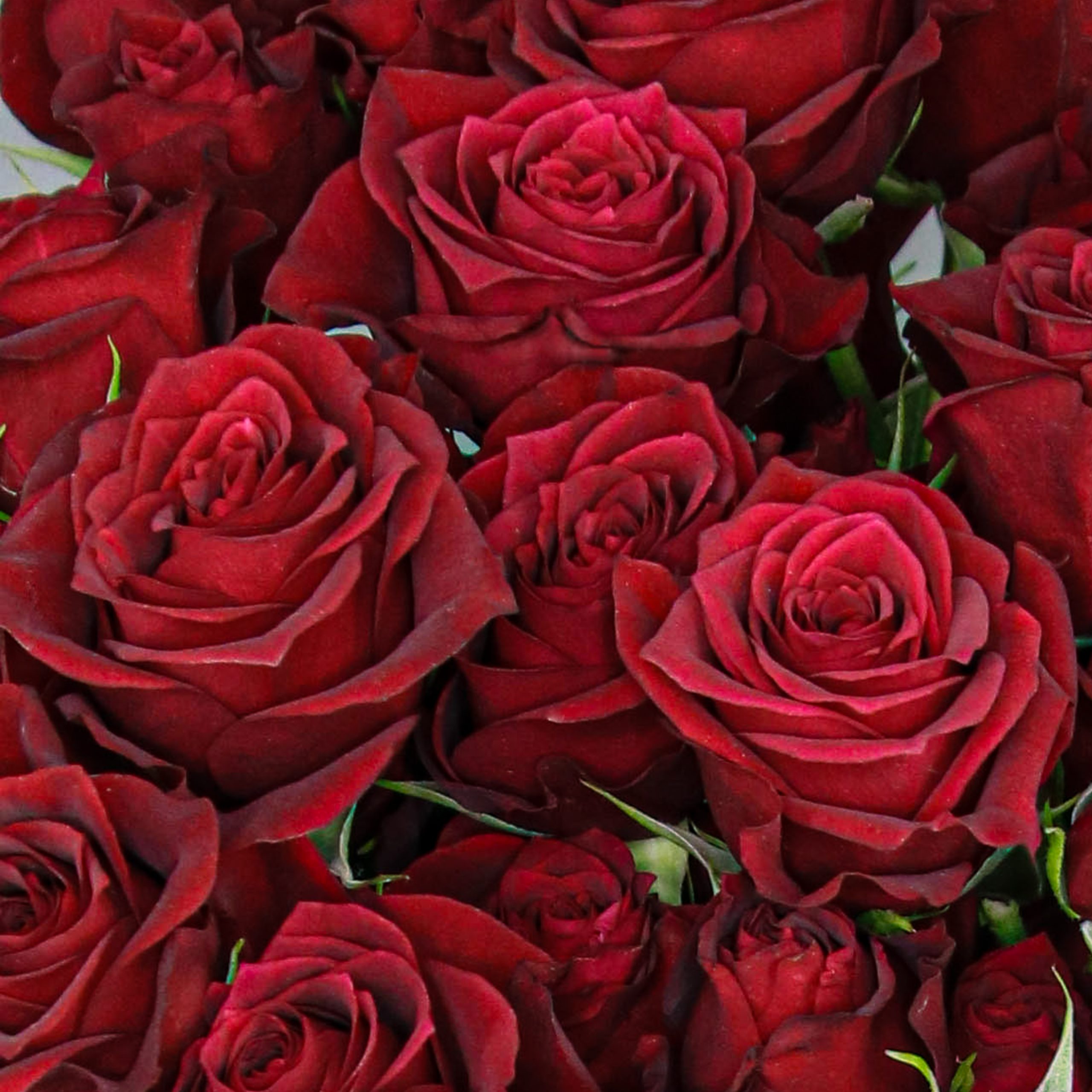 Rosas Spray Naturales Rojo Hot Desire
