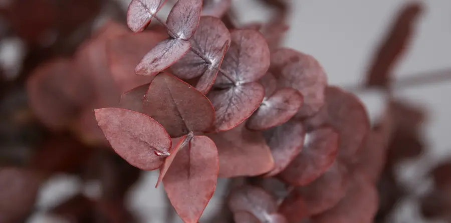 Planta Preservada hojas rojas