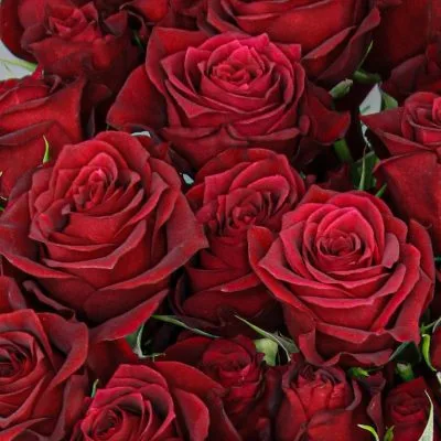 Rosas Spray Naturales Rojo Hot Desire