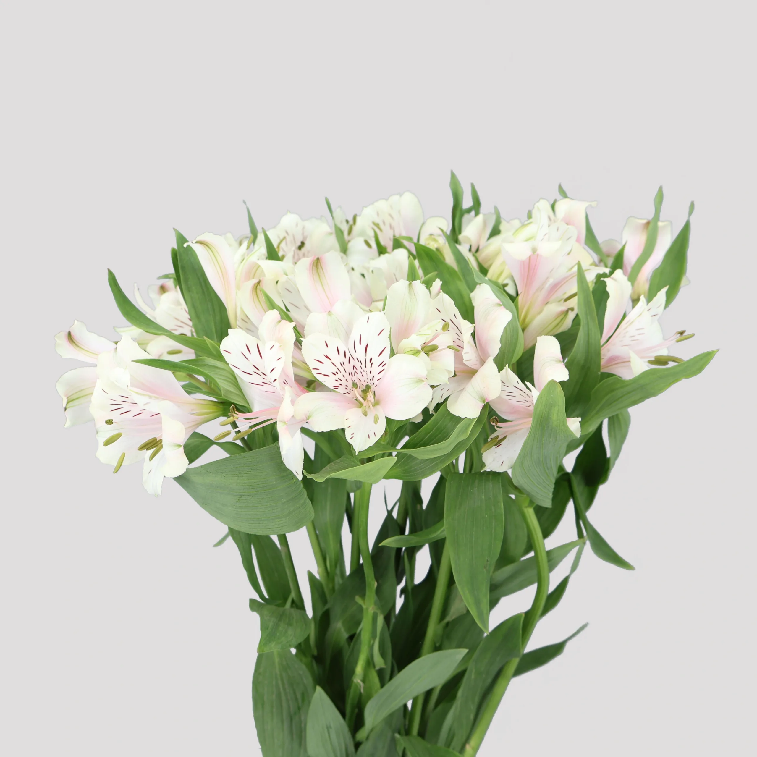 Alstroemeria Dirty Dancing SuperSelect