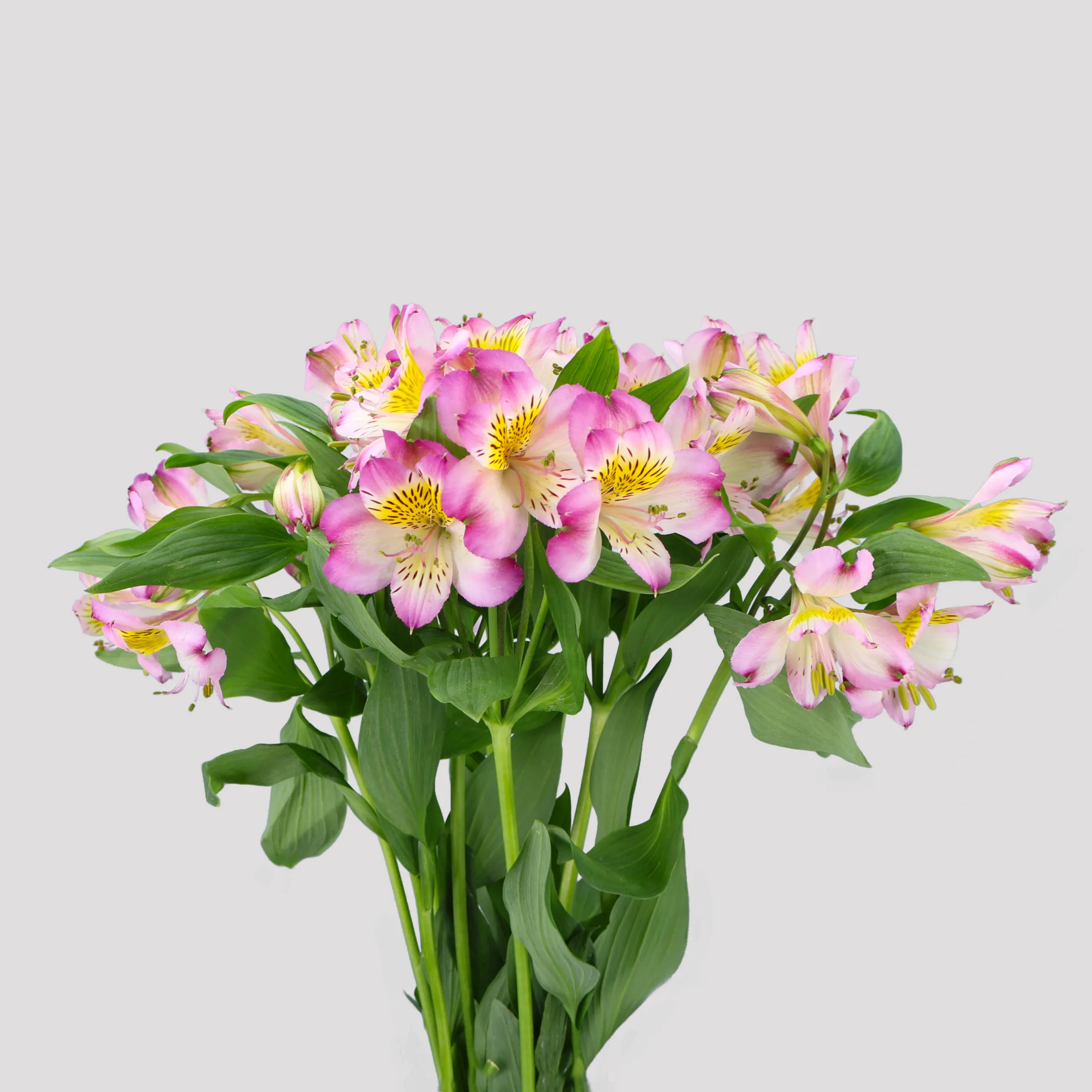 Alstroemeria Samburu SuperSelect