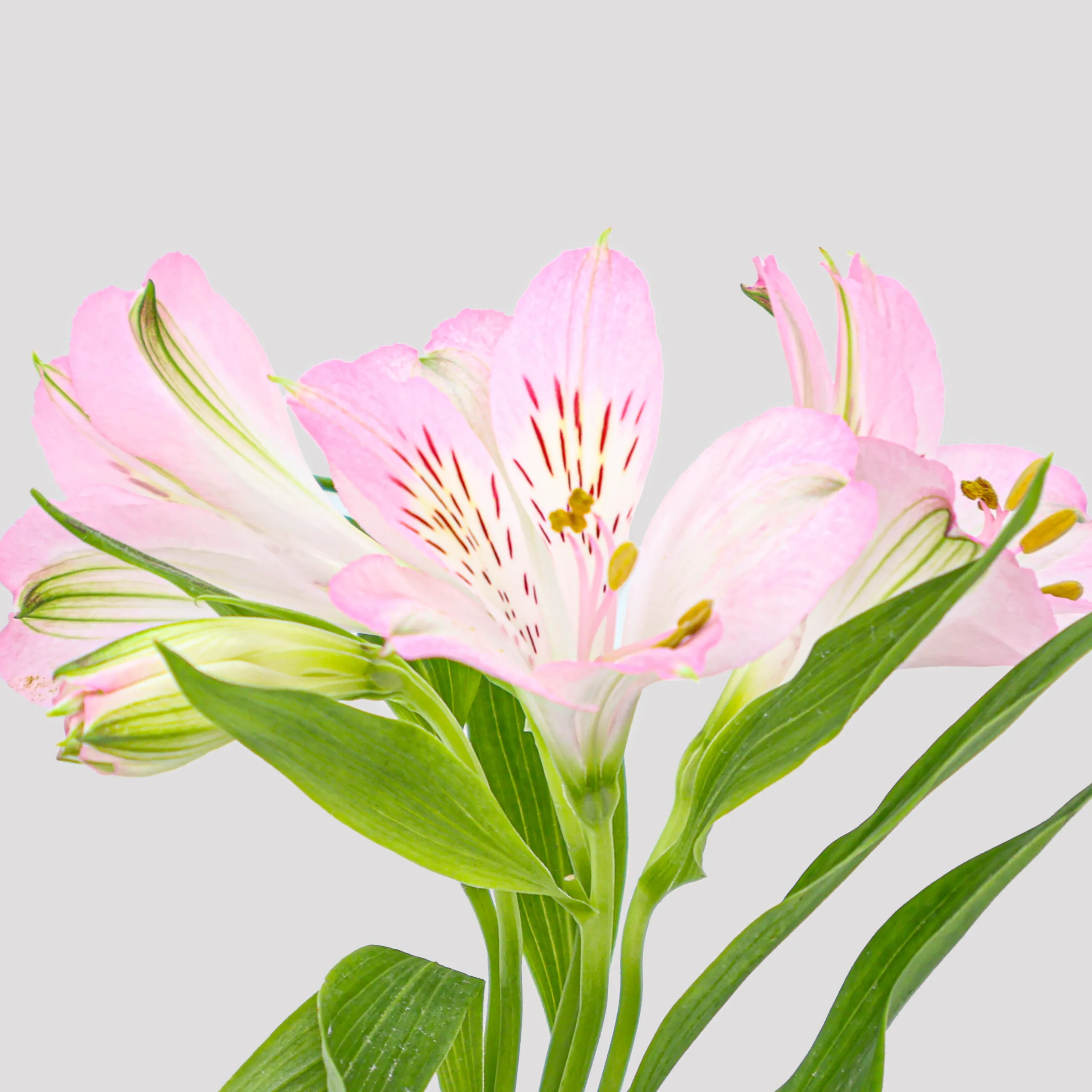 Alstroemeria Dubai Select