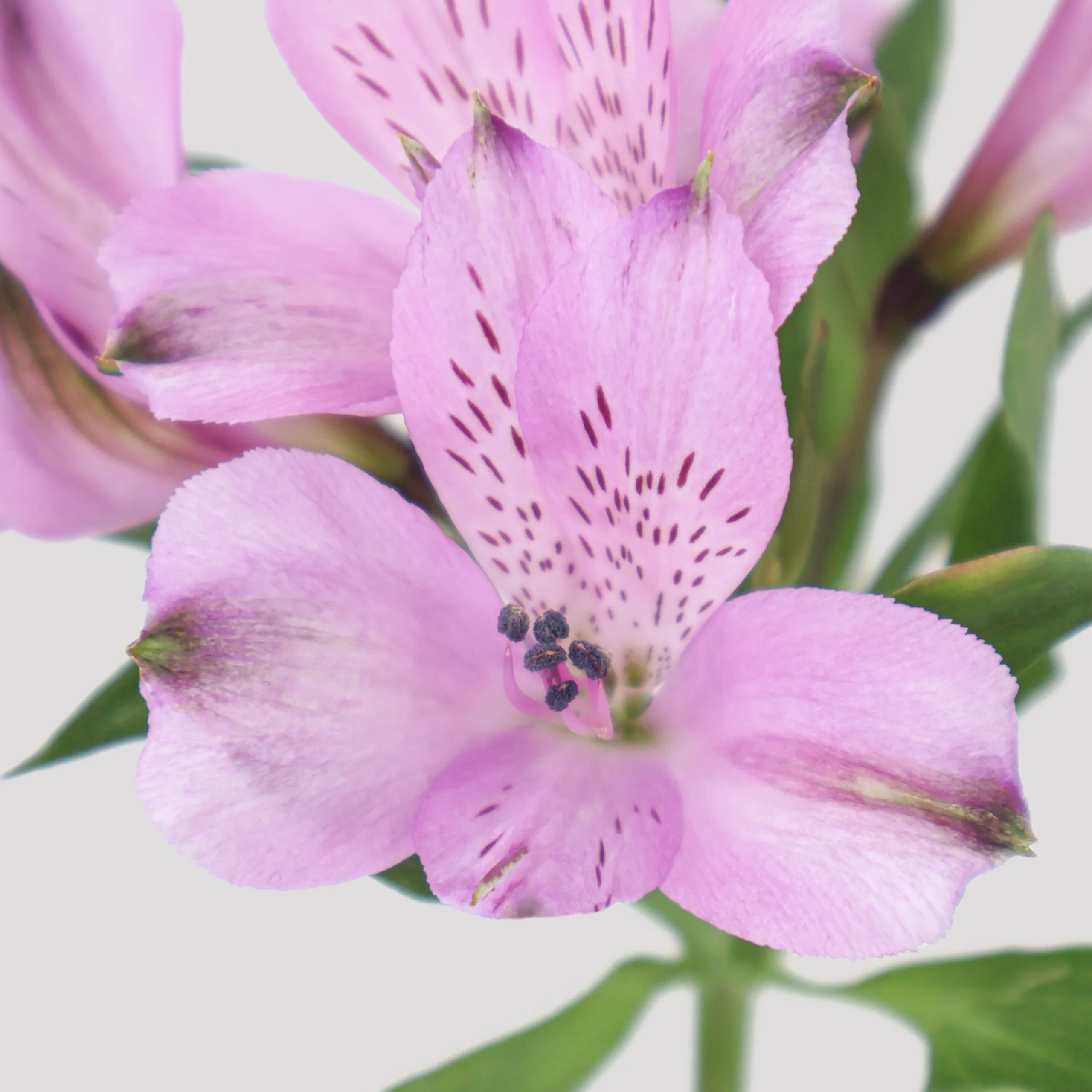 Alstroemeria Focus Select