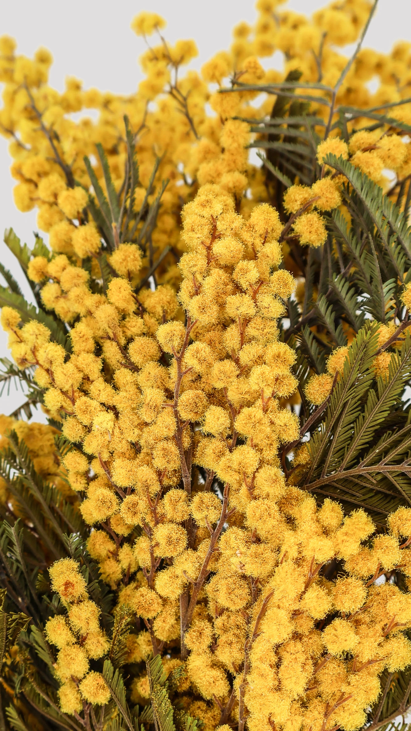 Acacia Mimosa Amarillo Detalle Acacia Mimosa Amarillo Detalle