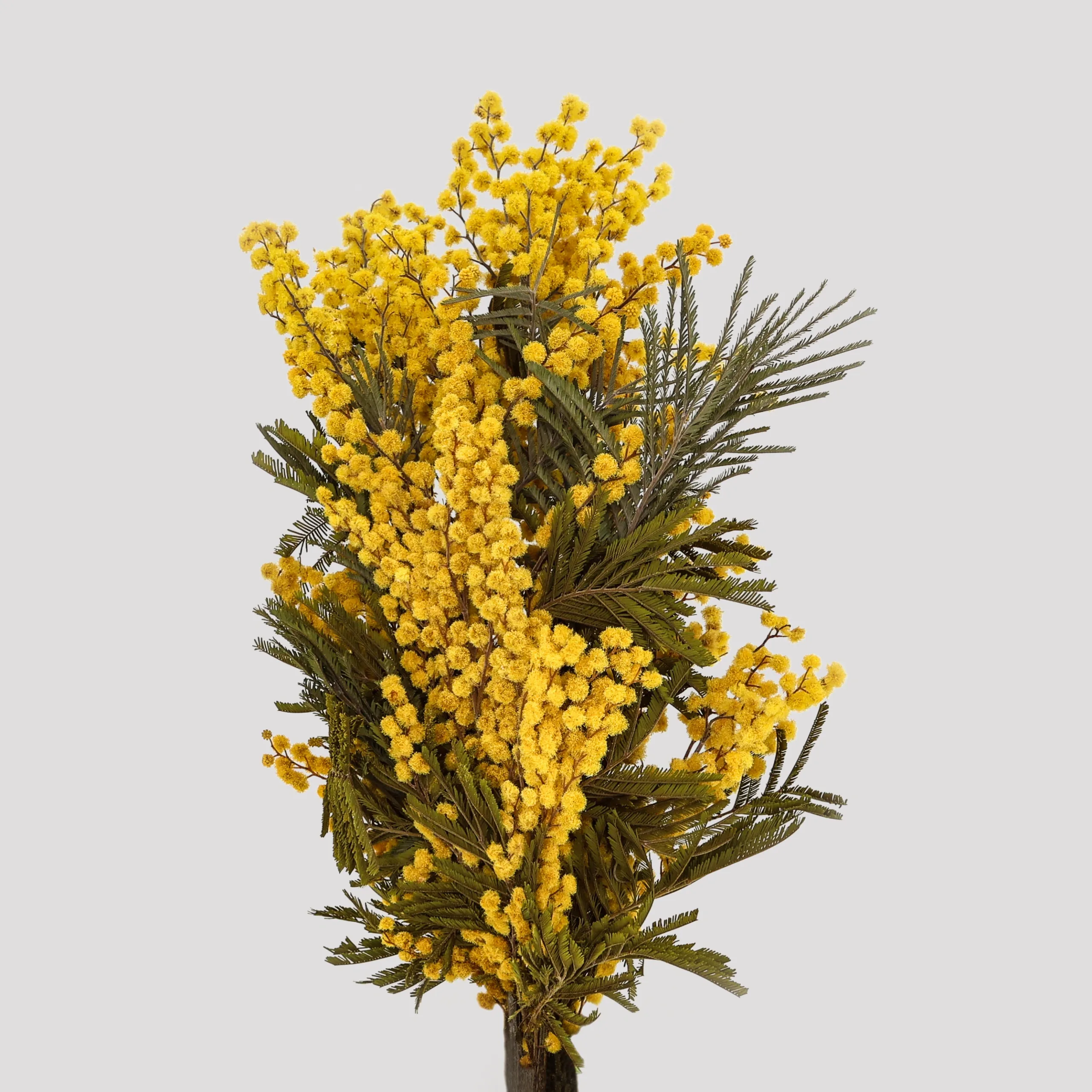 Acacia Mimosa Amarillo General