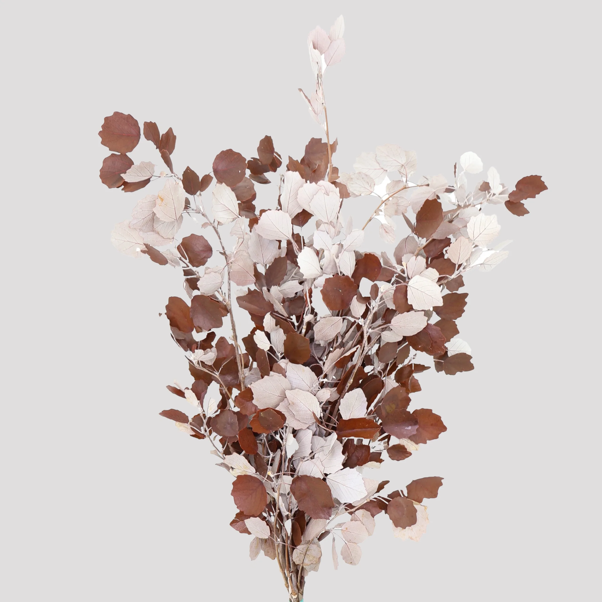 Rowan Tree Chocolate Preservado