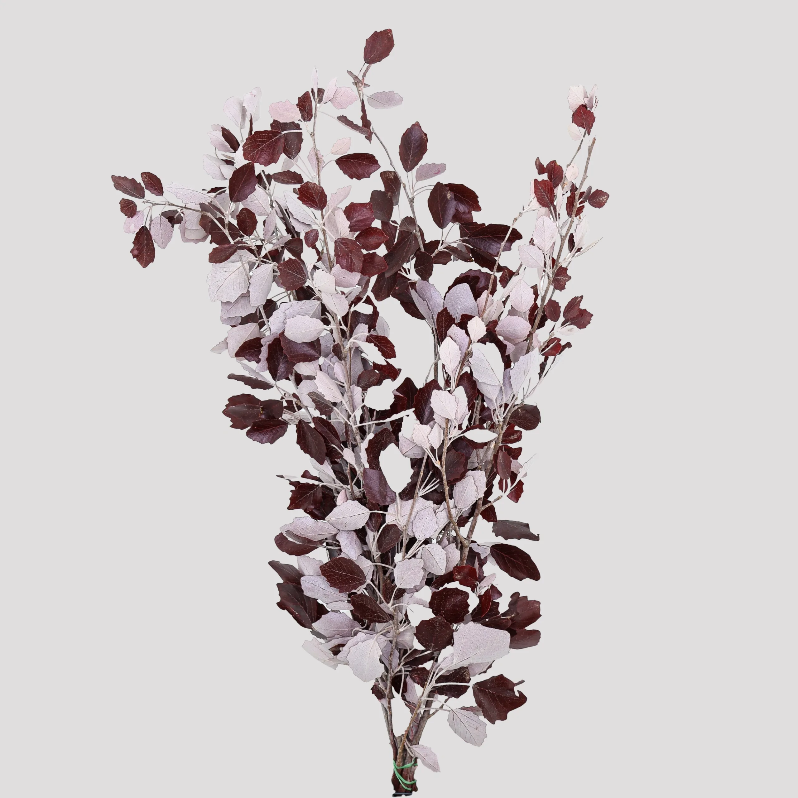 Alisier Granate Blanco Preservado
