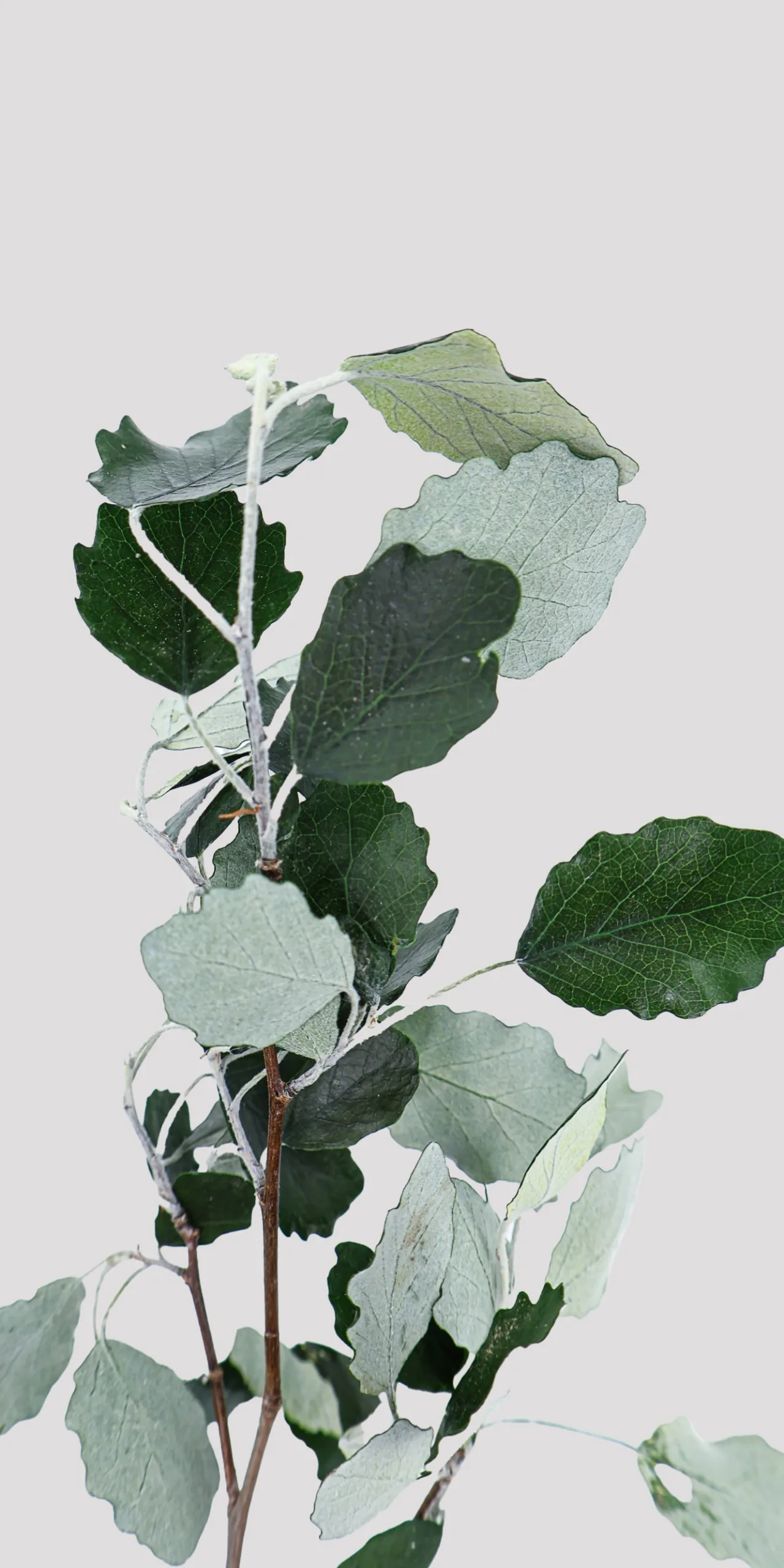 Alisier blanco Verde Preservado Detalle