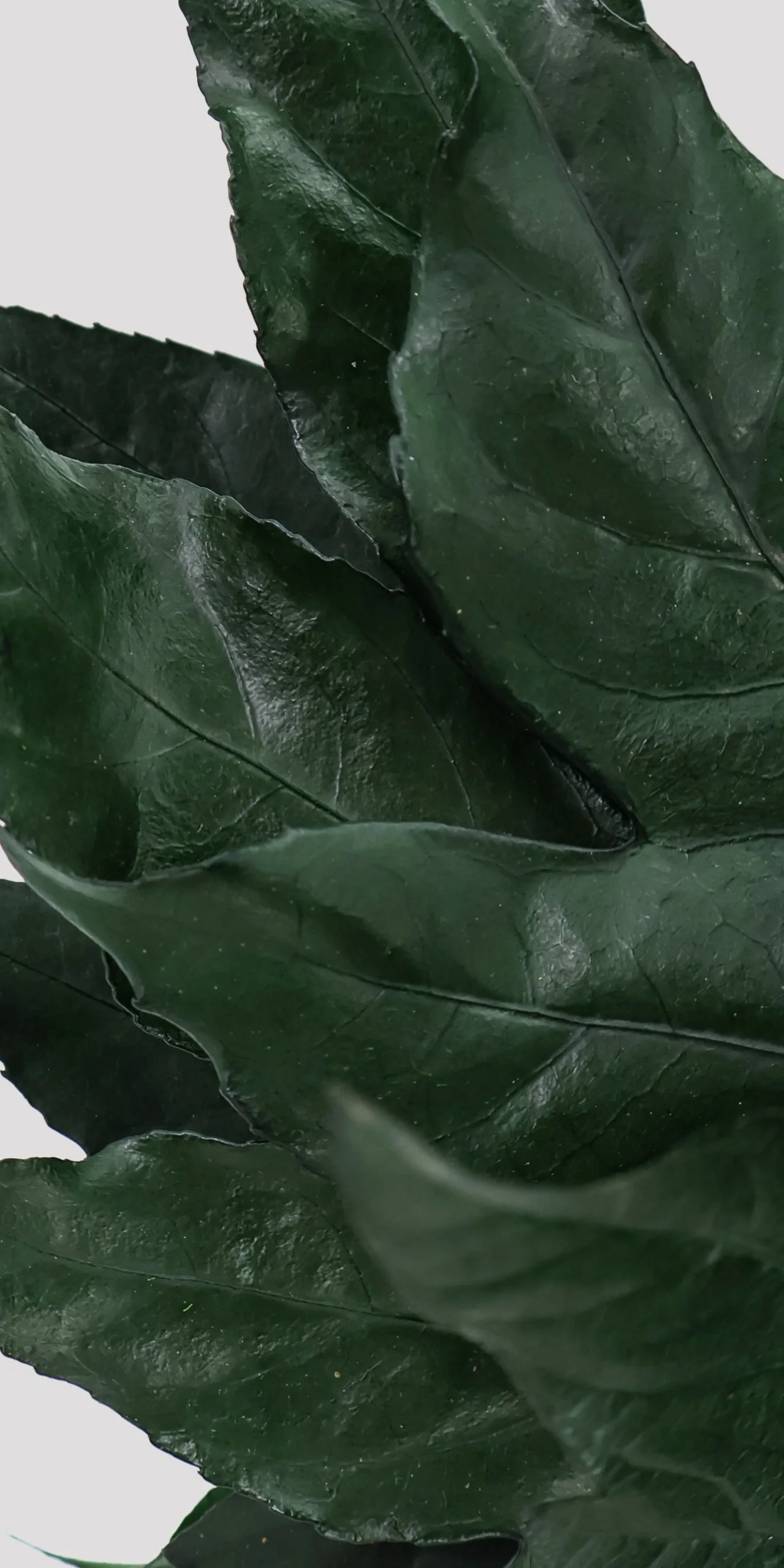 Aralia Verde Preservada Detalle