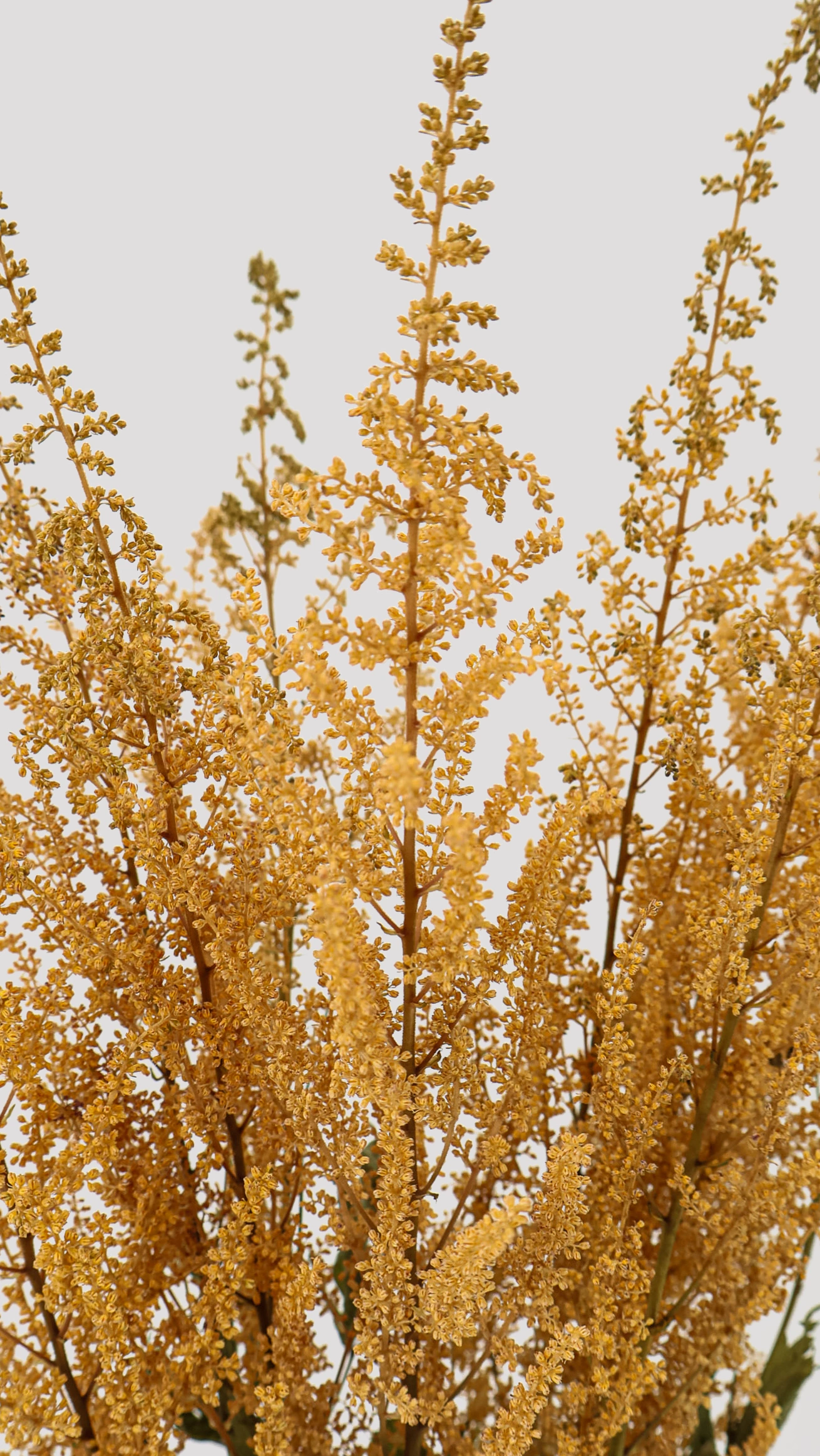 Astilbe Diamant Crema Detalle
