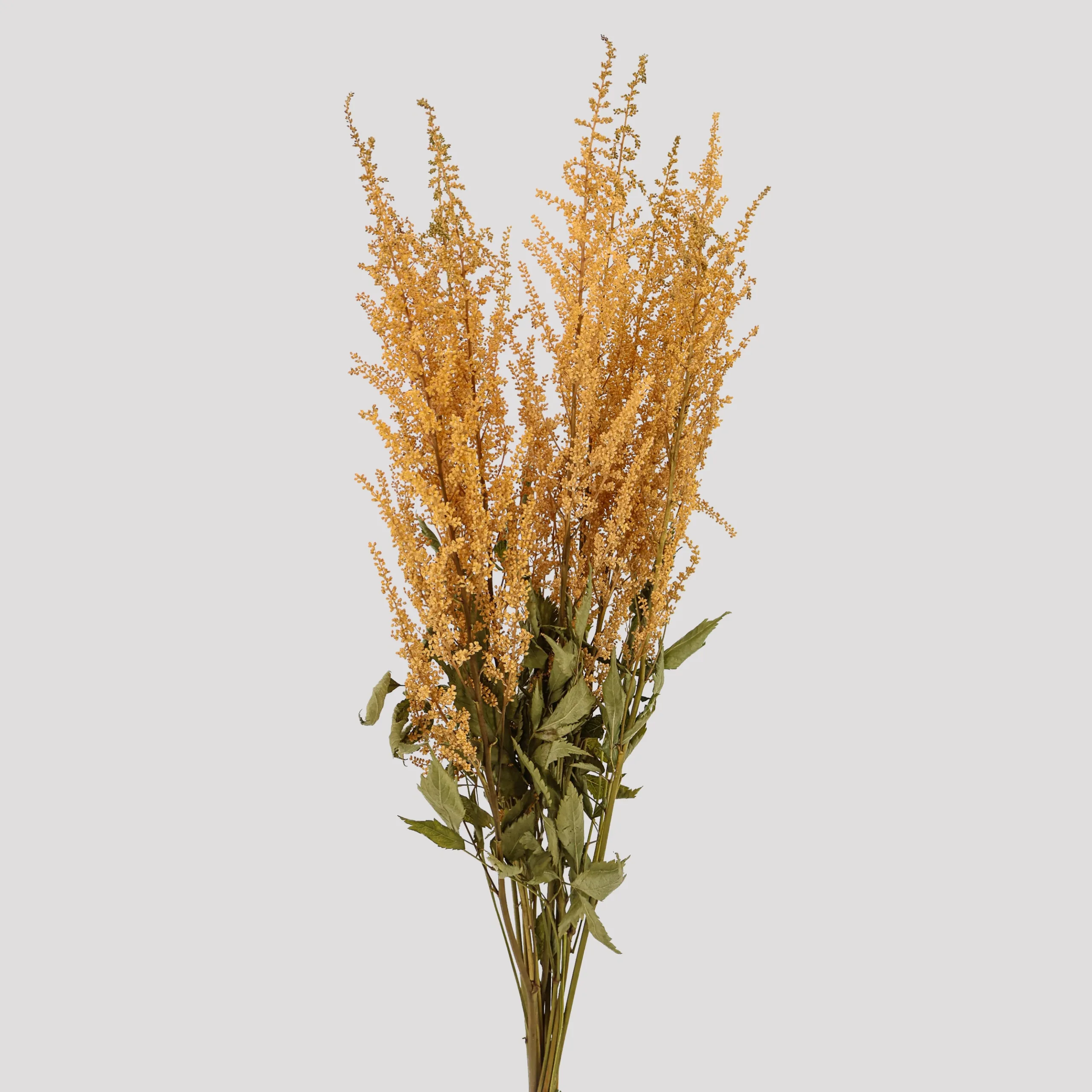 Astilbe Diamant Crema General