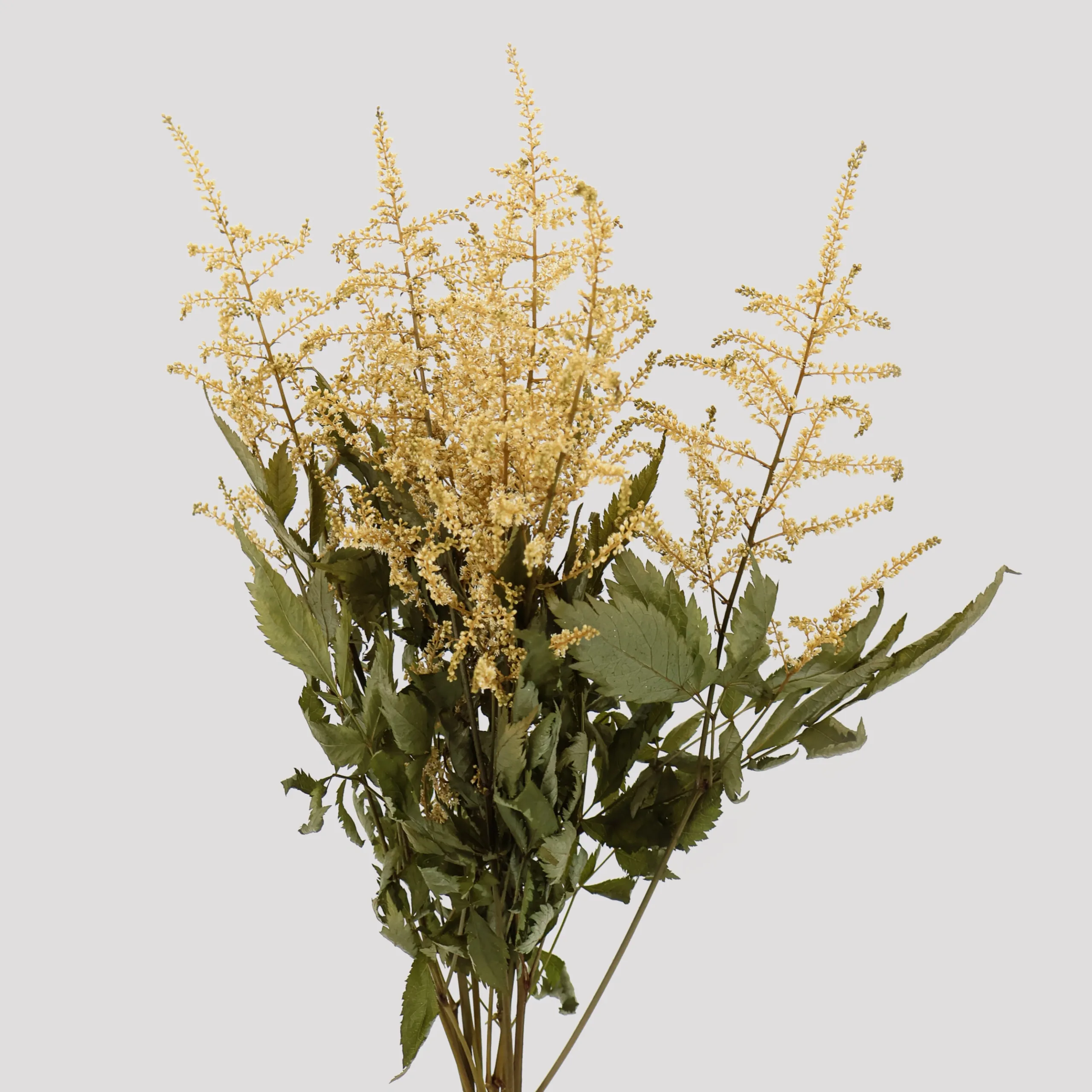 Astilbe Natural General