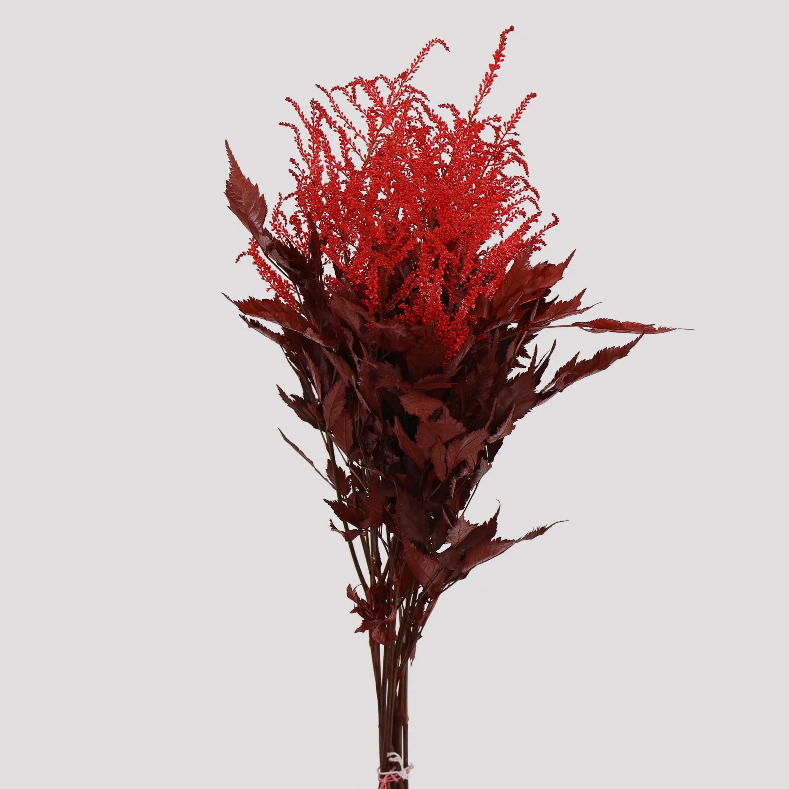 Astilbe Rojo General