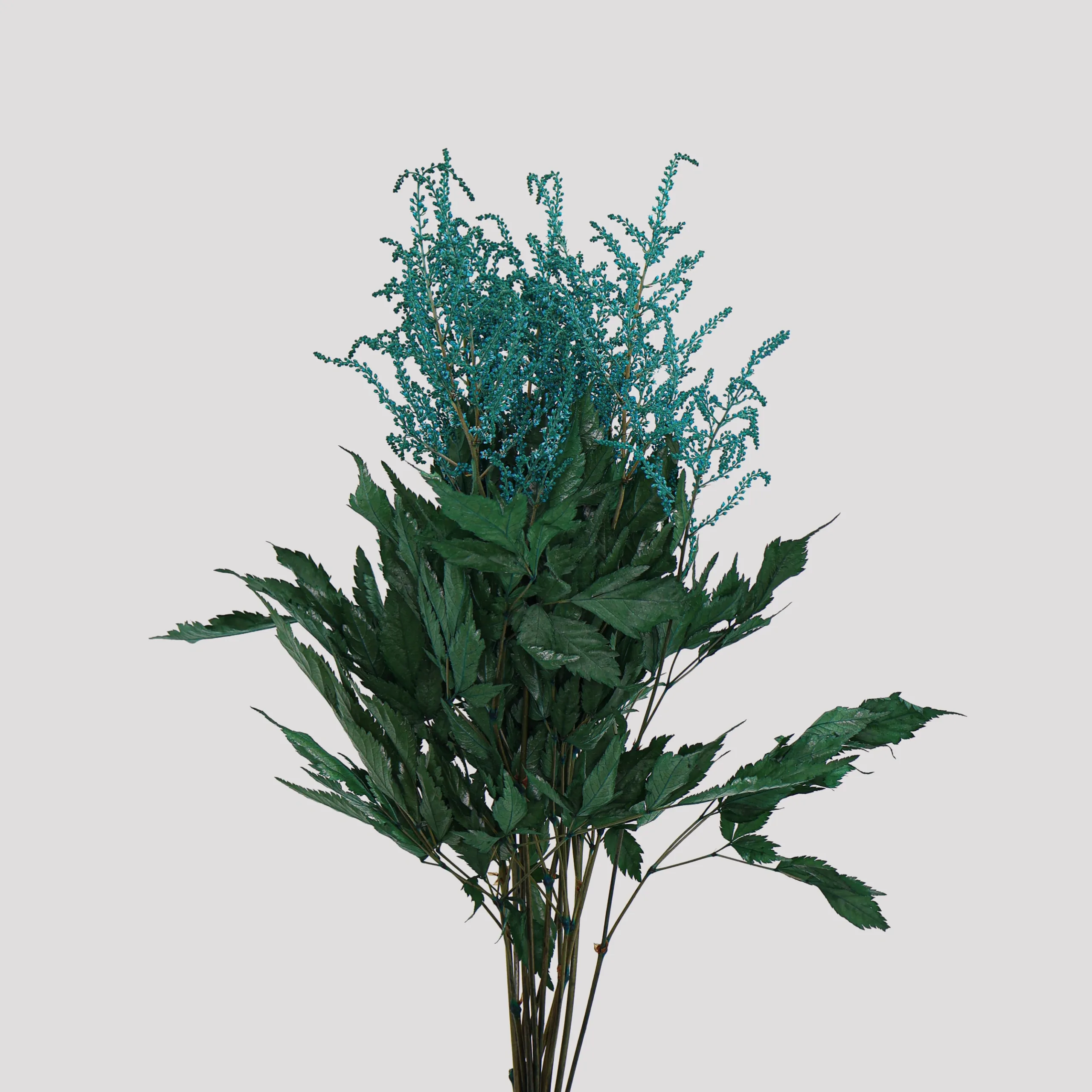 Astilbe Turquesa General