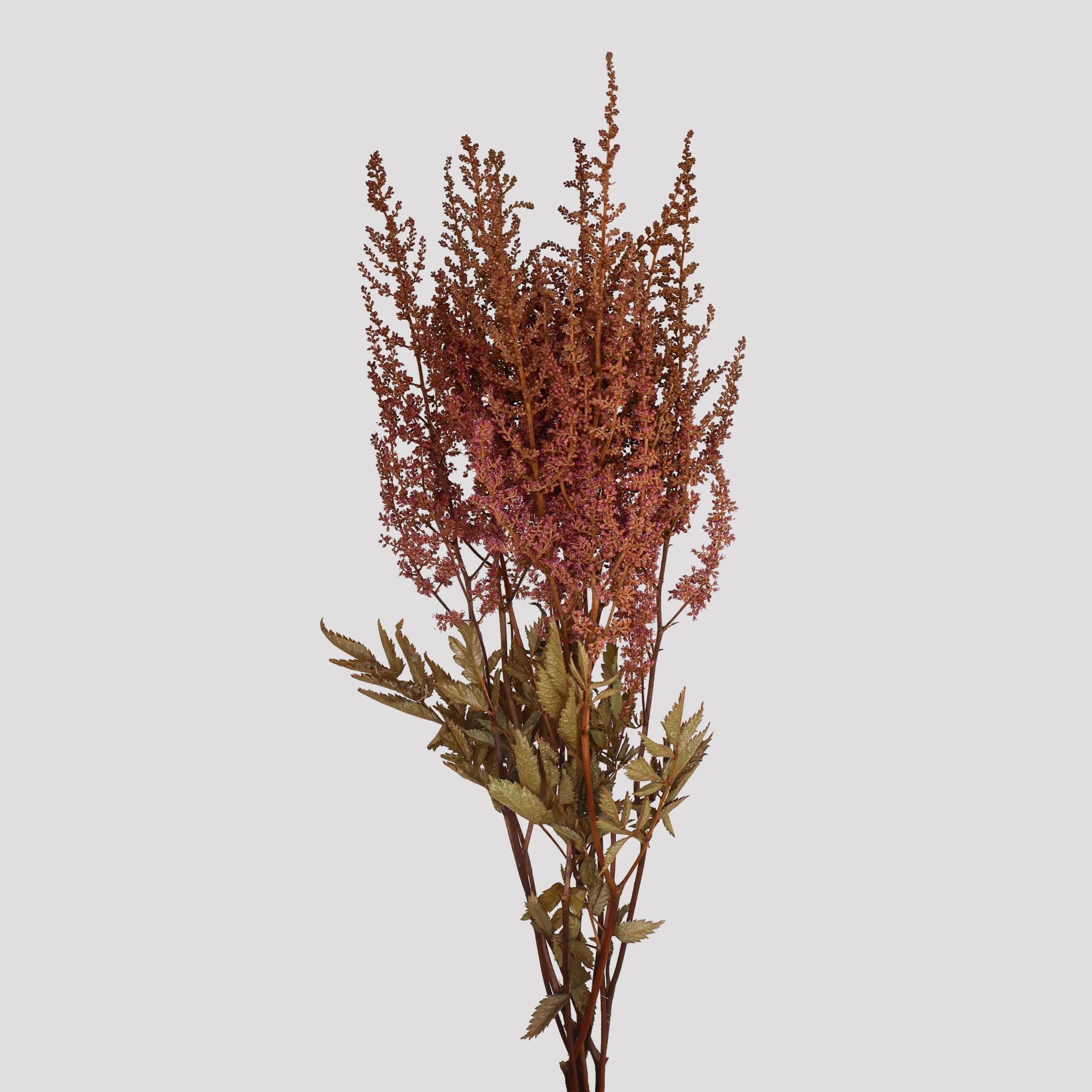 Astlbe Paul Garder Cereza General