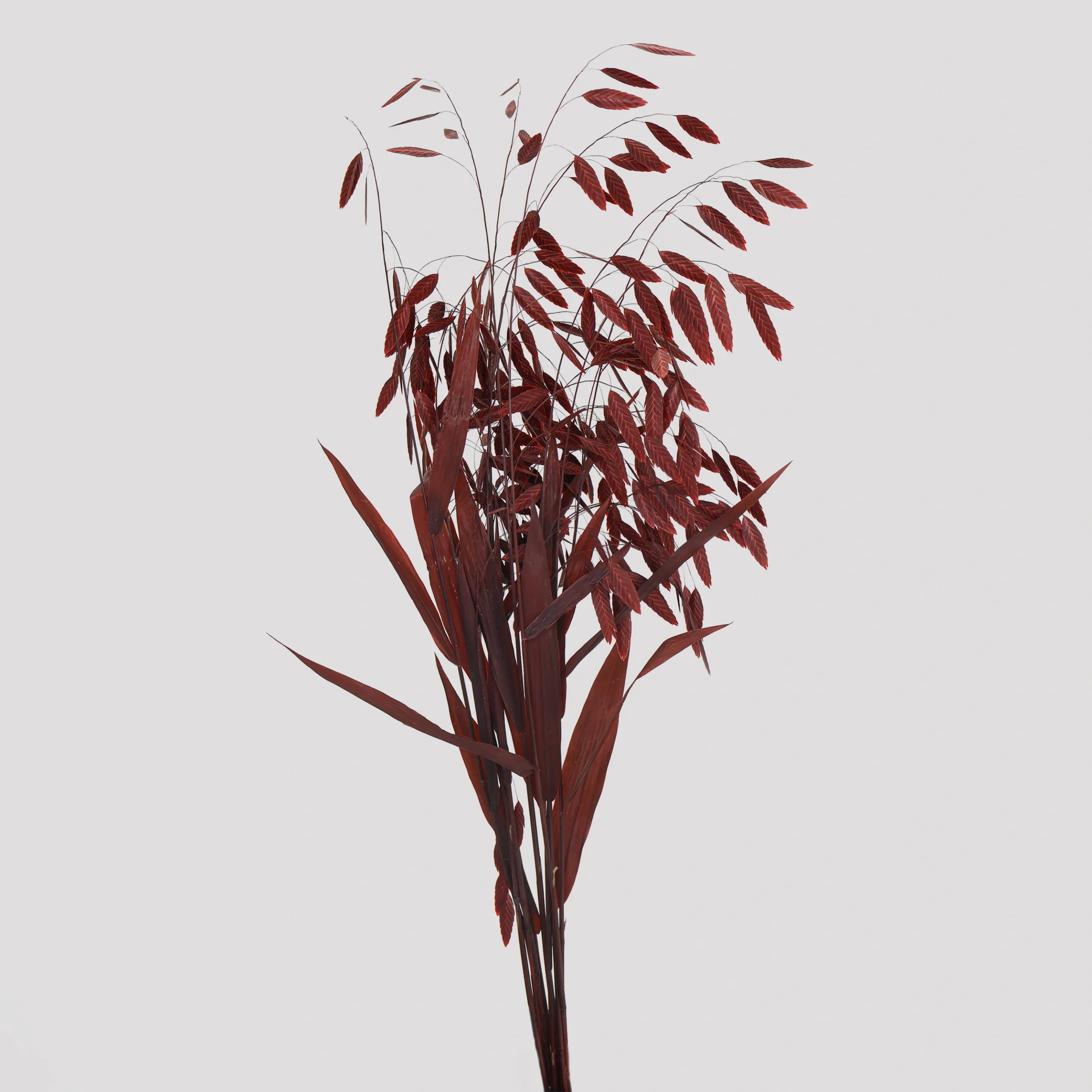 Chasmantium Latifolium Rojo General