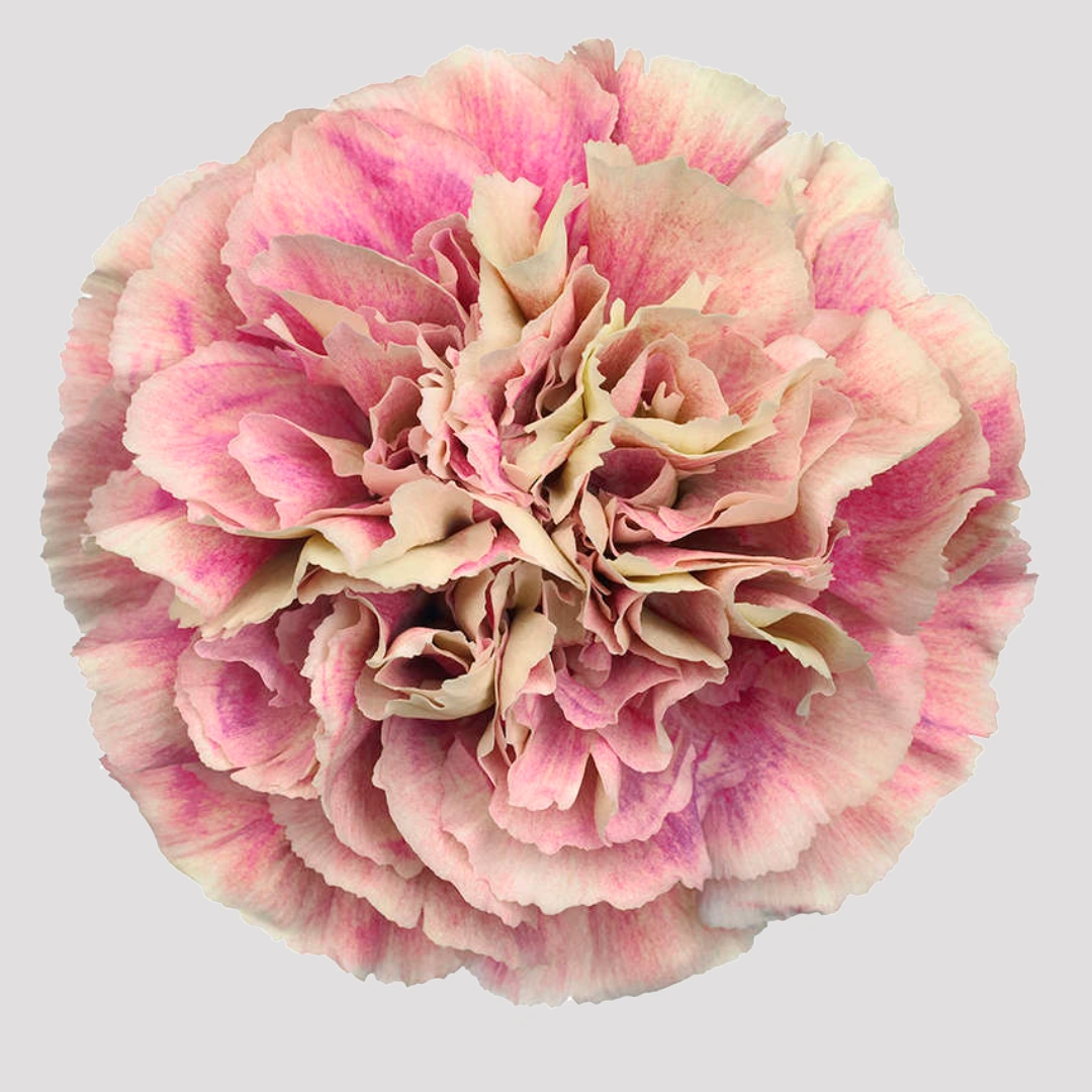 Carnation - Antiqua Select