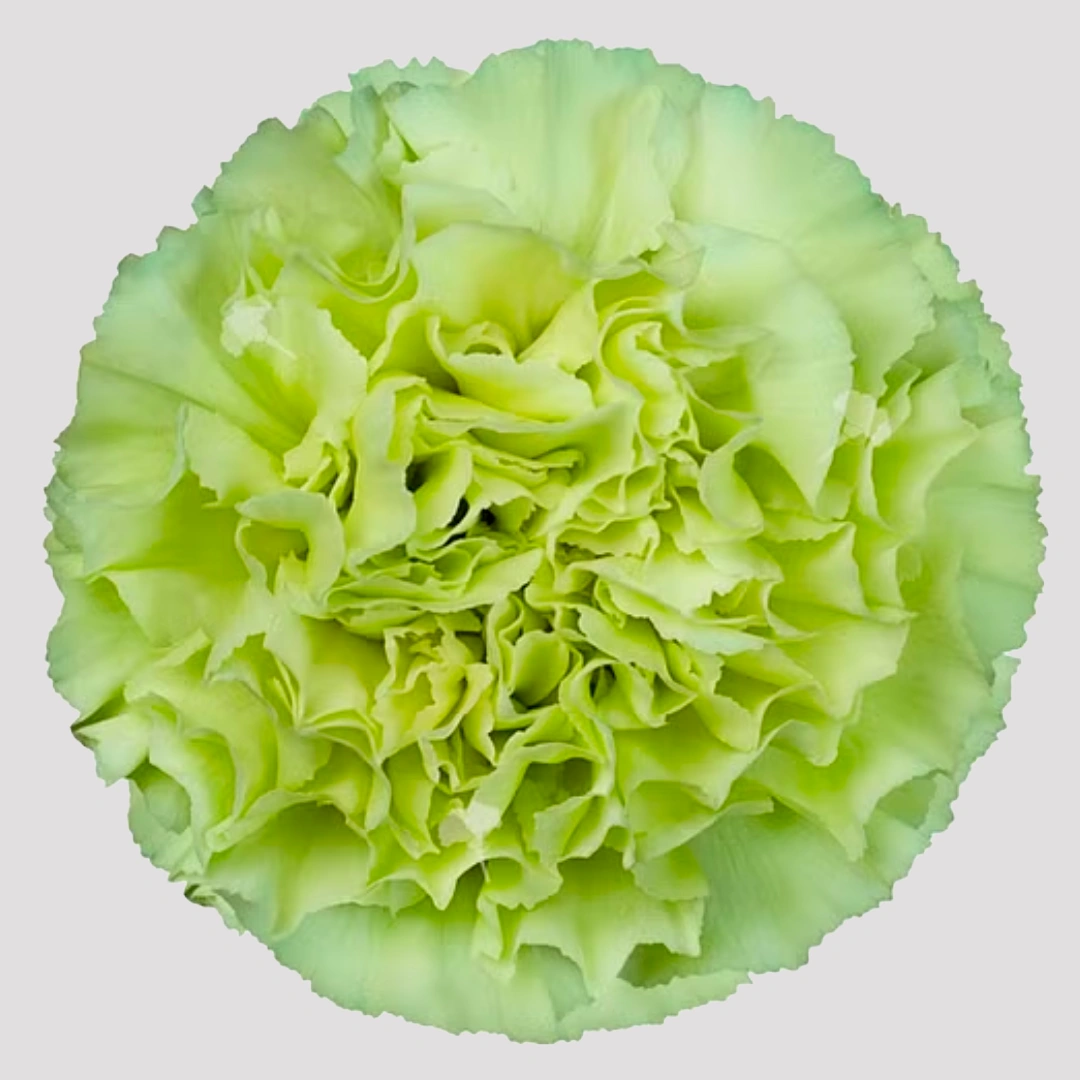 Carnation - Marty Select