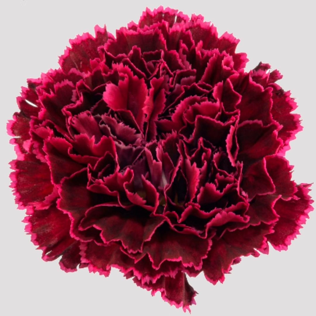 Clavel Nobbio Black Heart Select
