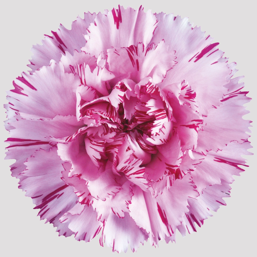 Carnation - Yukari Dark