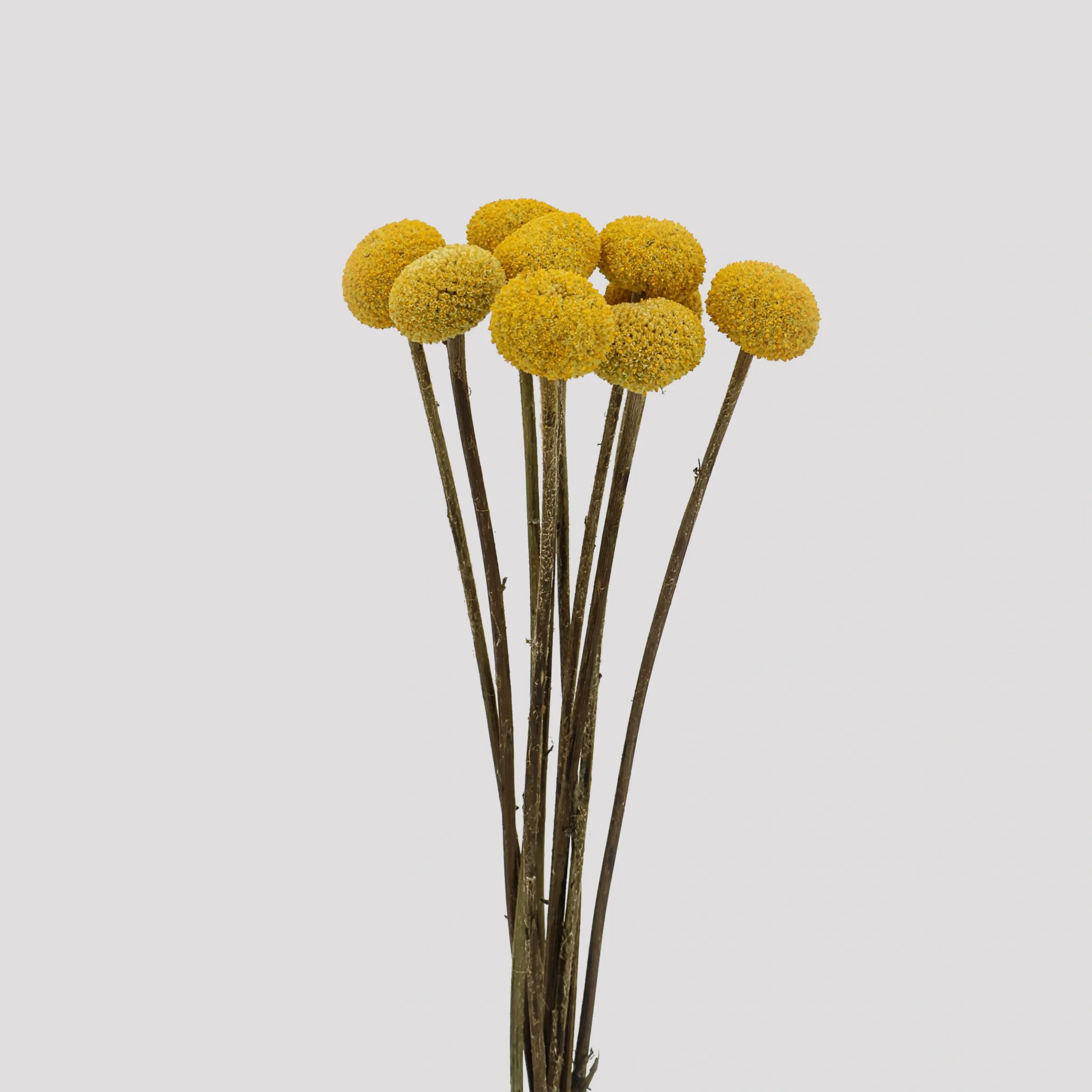 Craspedia Amarillo General
