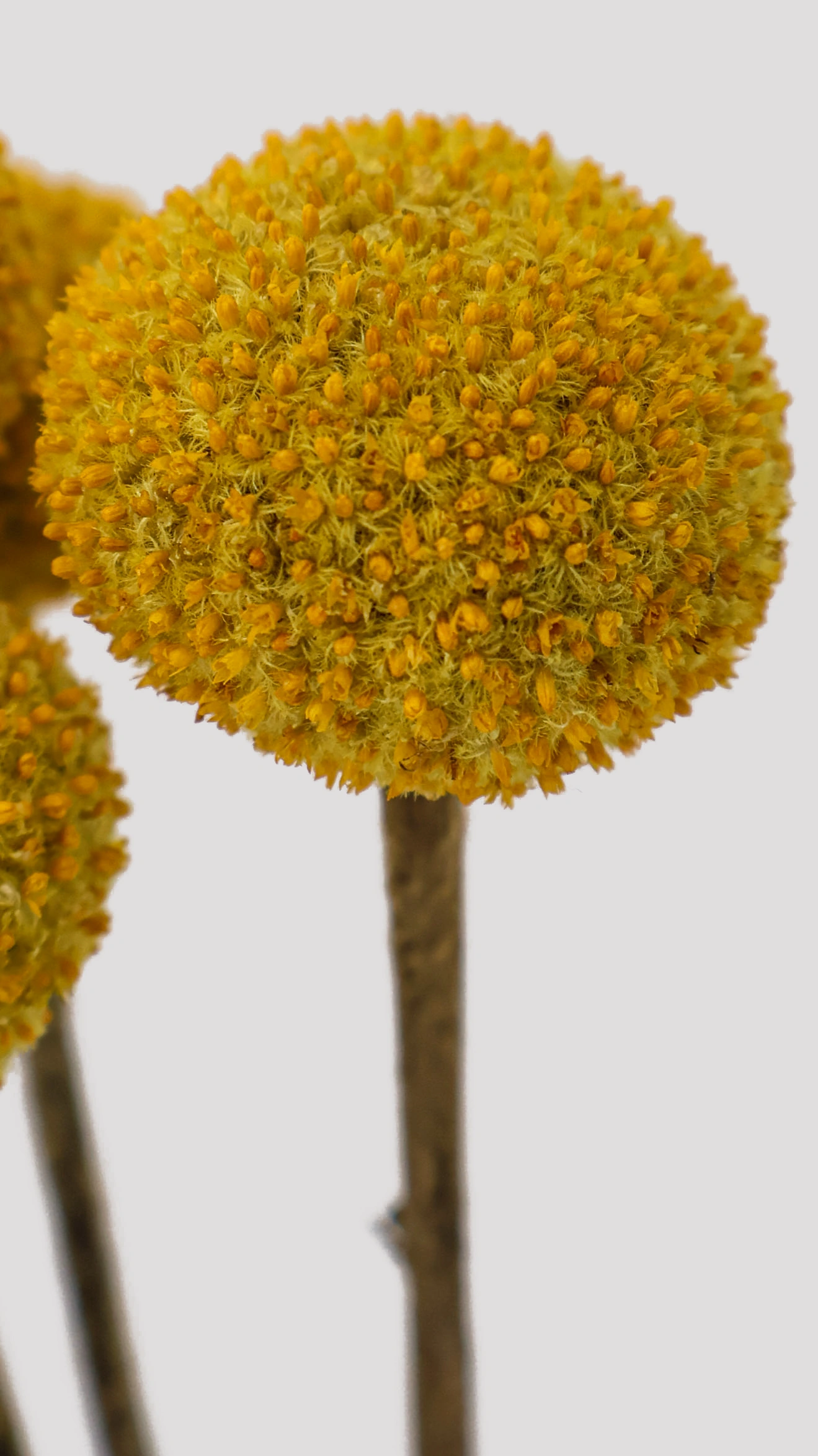 Craspedia amarilla Detalle 2