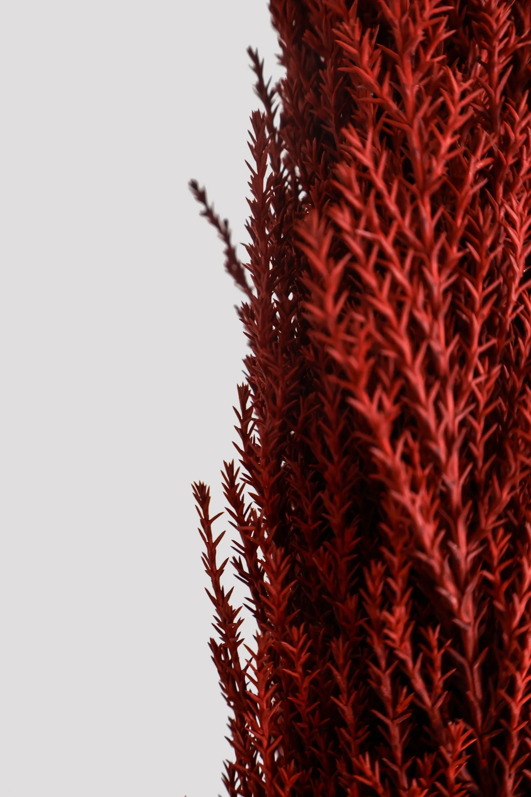 Cupresus Goldcrest Wilma Rojo Detalle 2