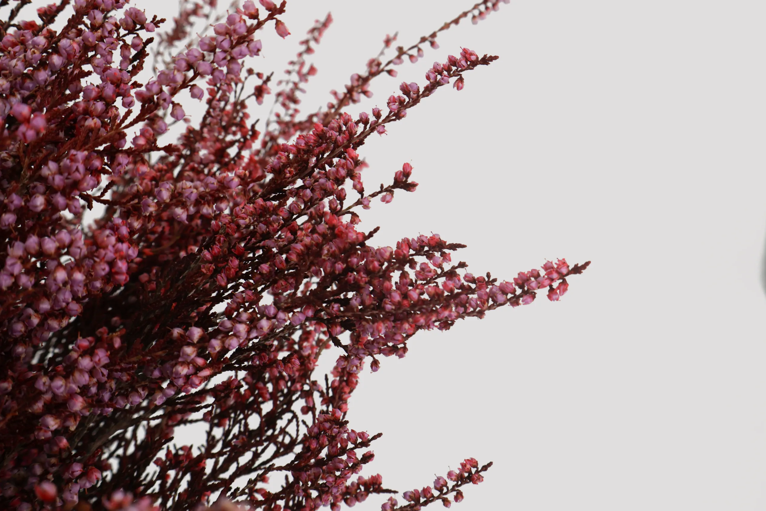 Erica Deliciosa rojo-rosa Detalle