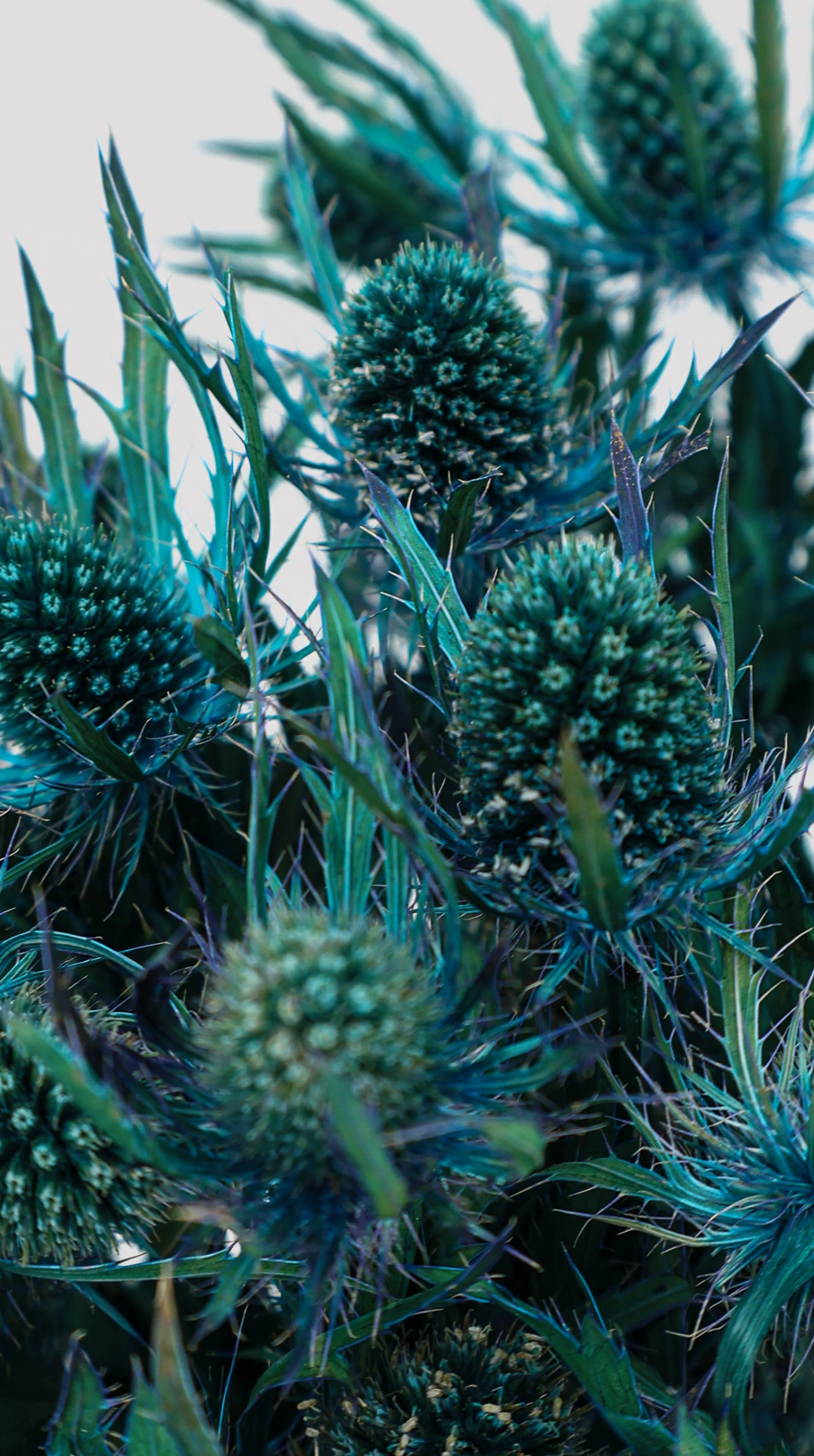 Eringyum Lagoon Azul Detalle
