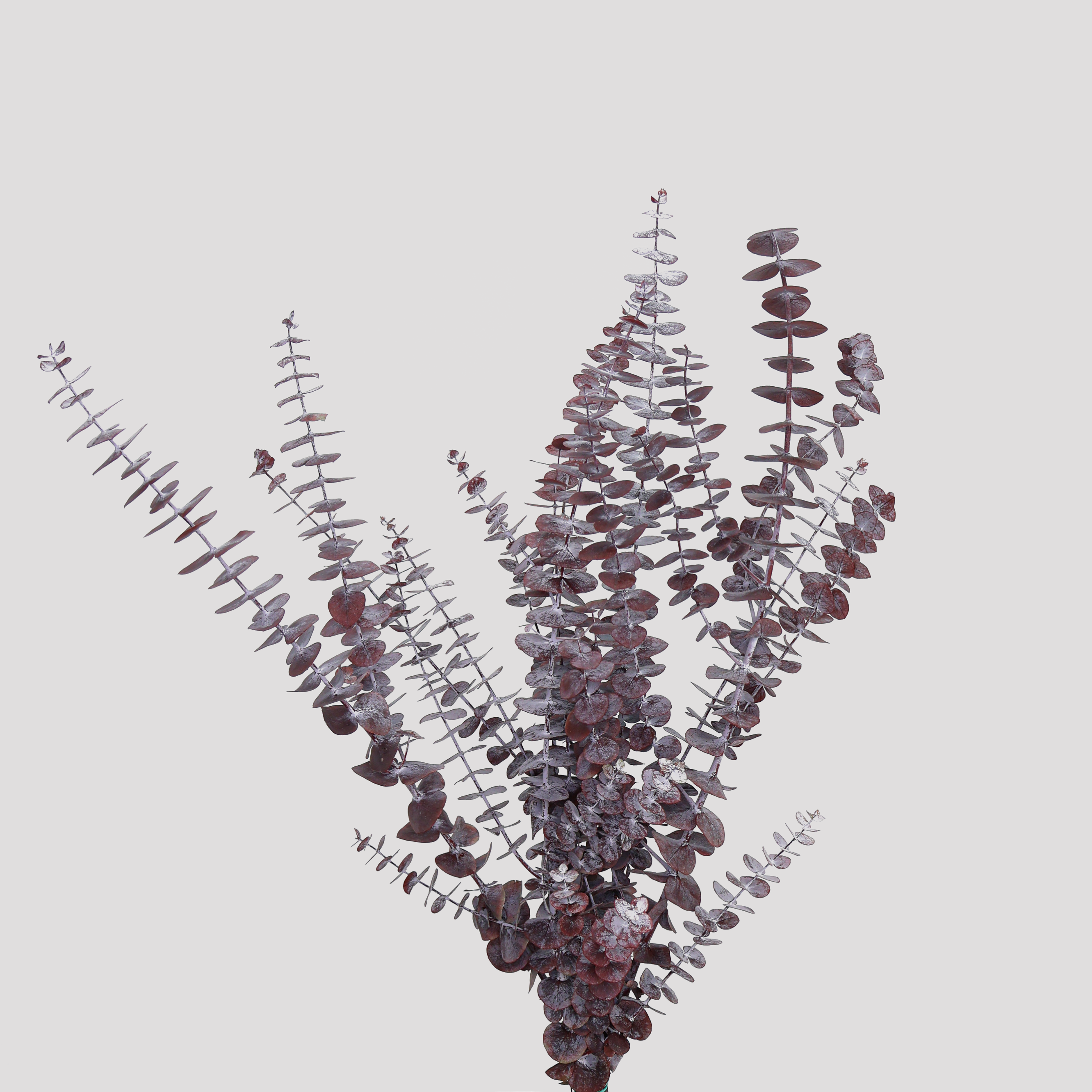 Eucaliptus Baby Blue Preservado granate