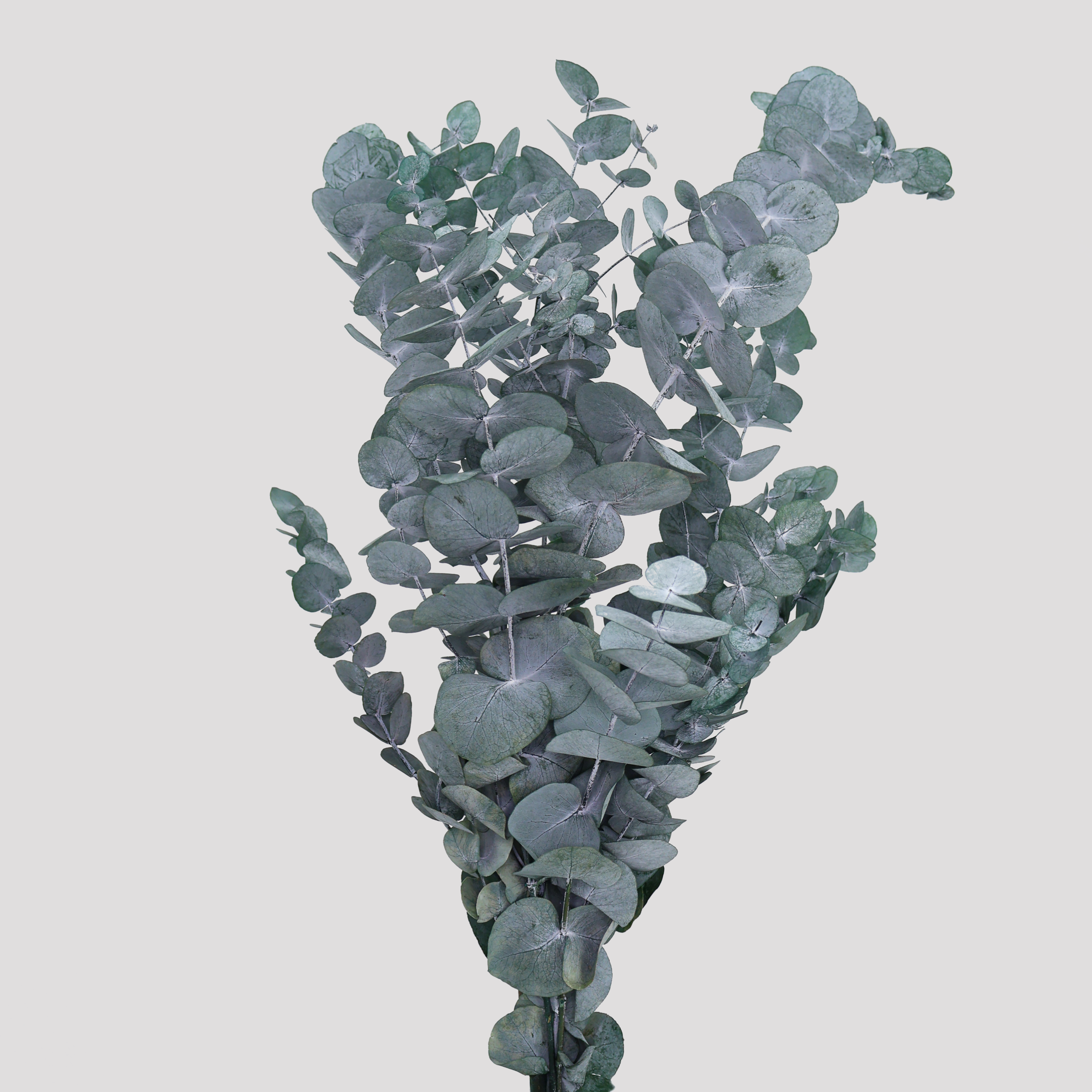 Eucaliptus Cinerea Preservado Azul