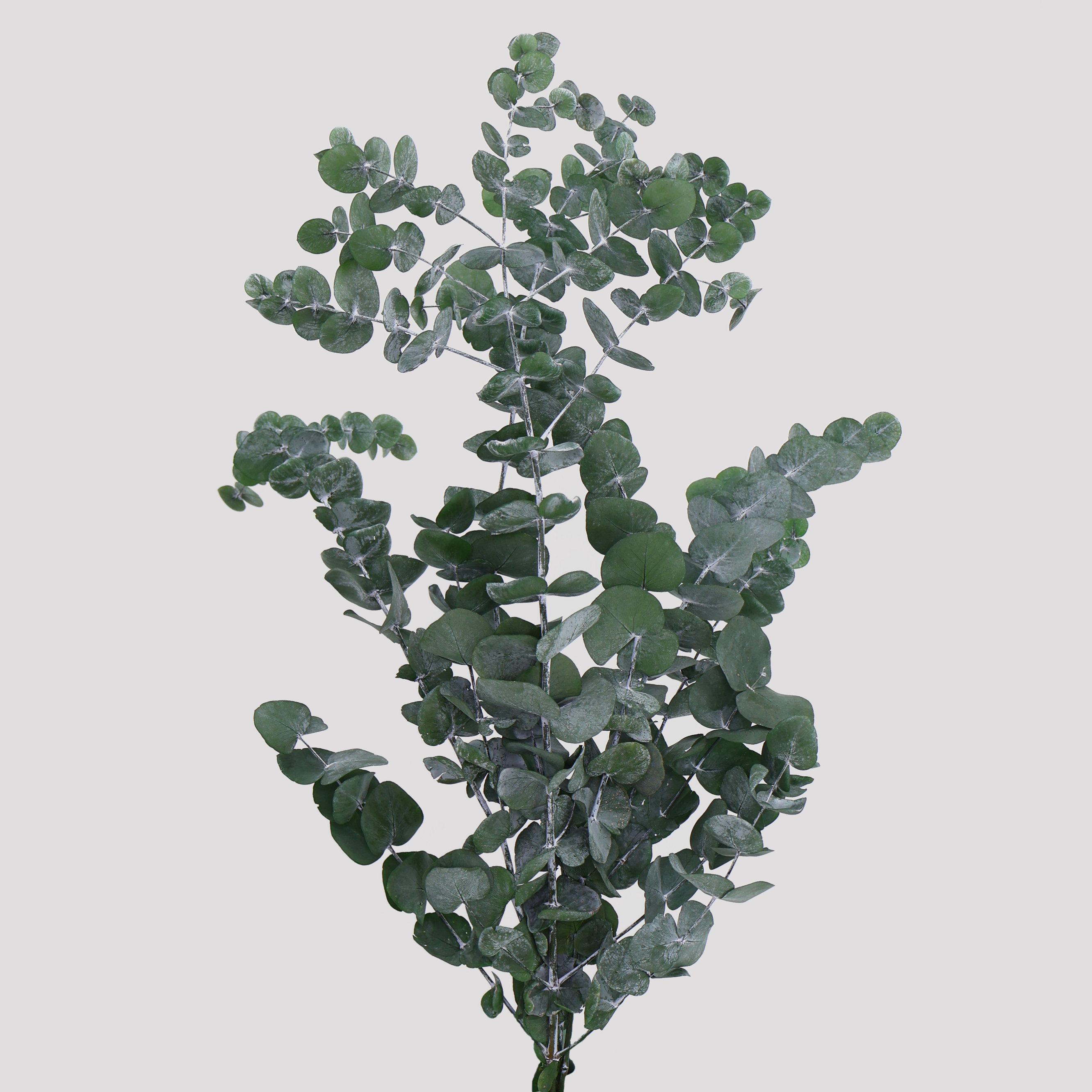Eucaliptus Cinerea Preservado Verde