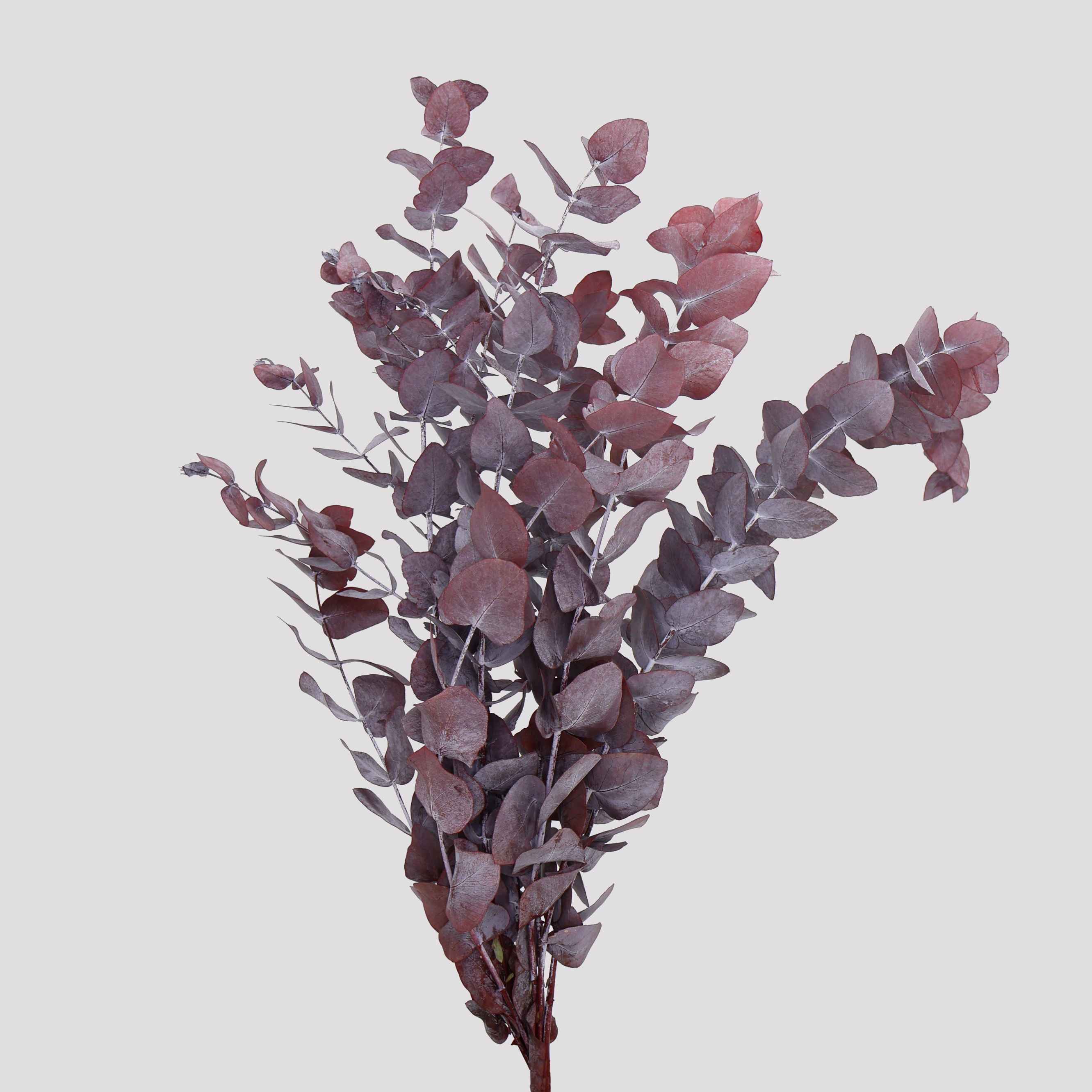 Eucaliptus Cinerea Preservado granate