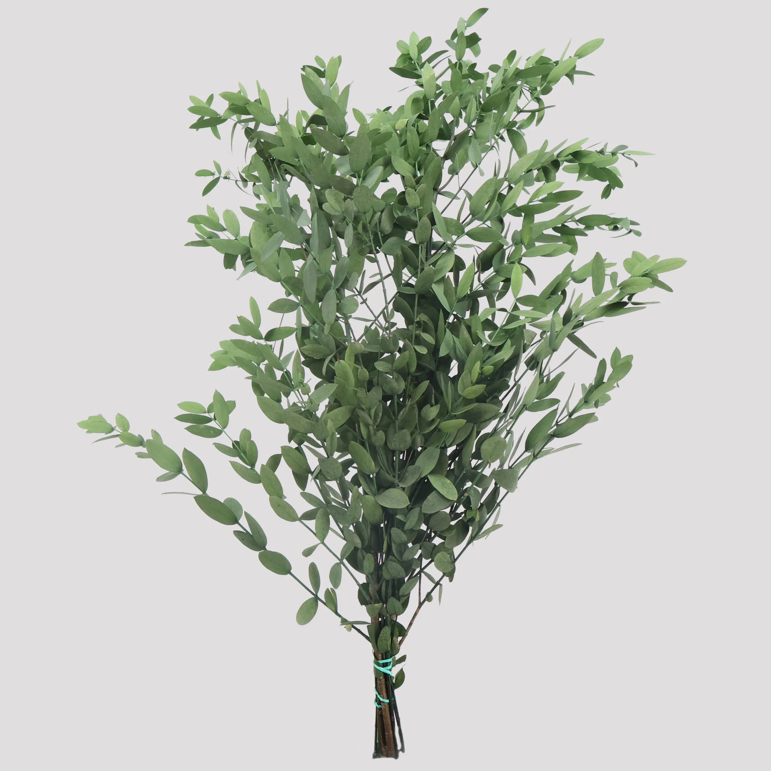 Eucaliptus Parvifolia Verde General
