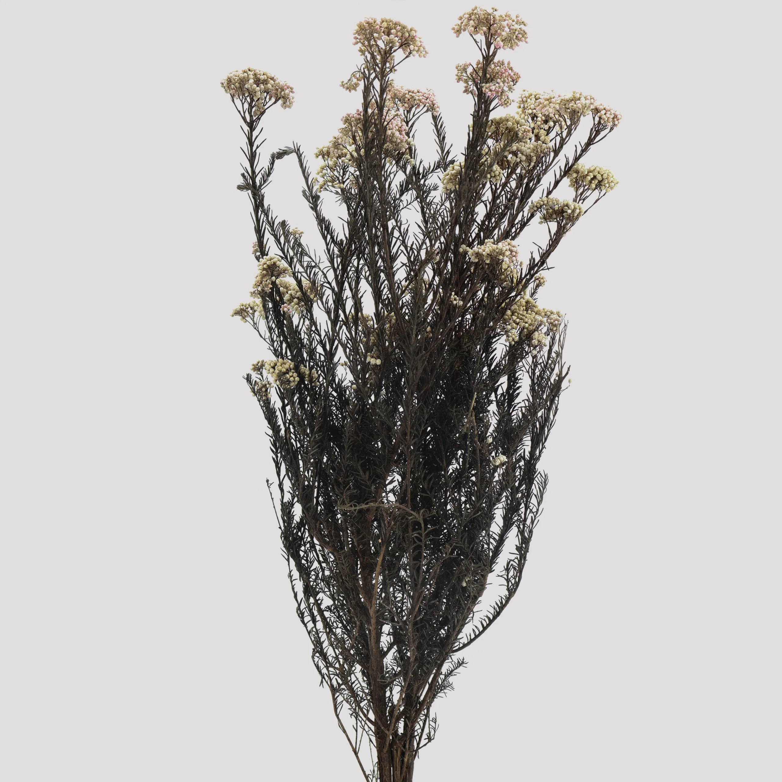 Rice Flower Natural