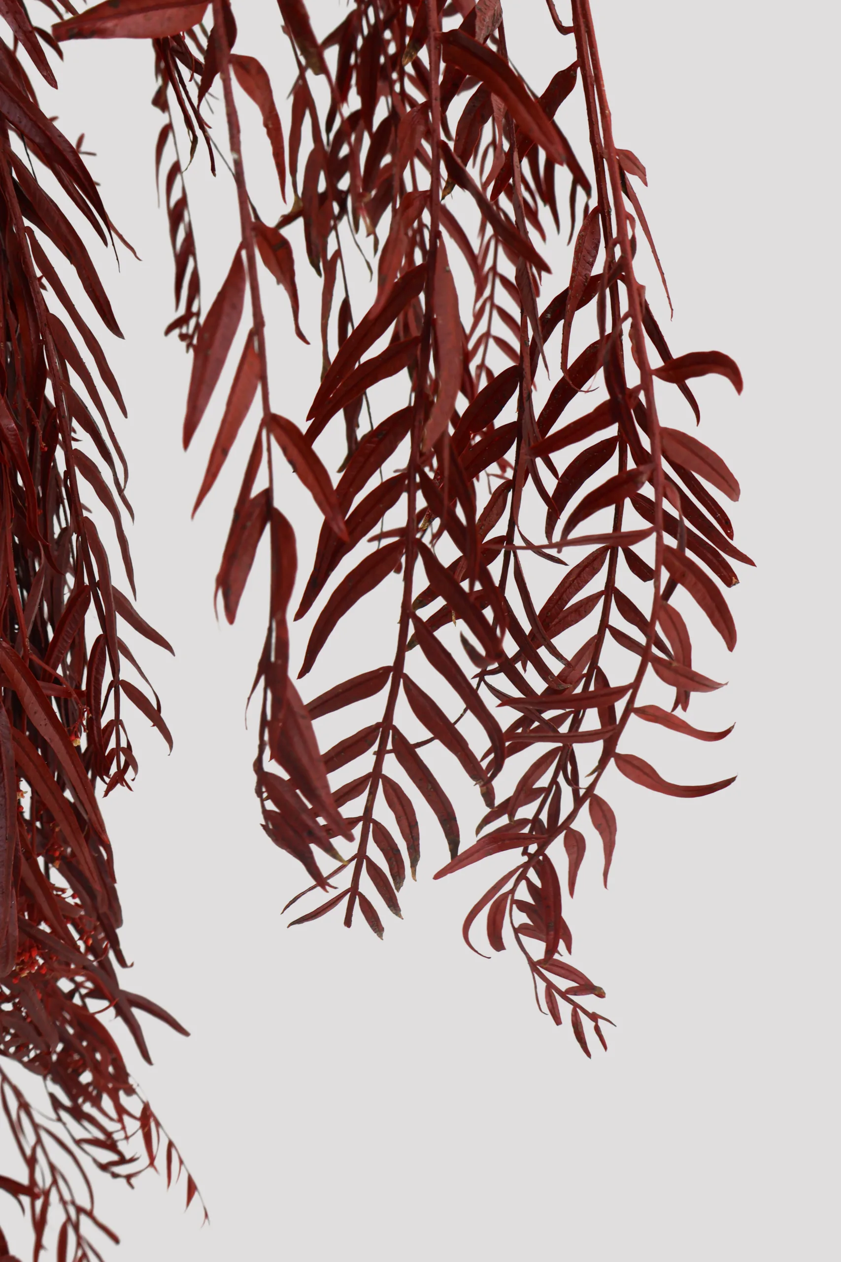 Falsa Pimienta Rojo Detalle