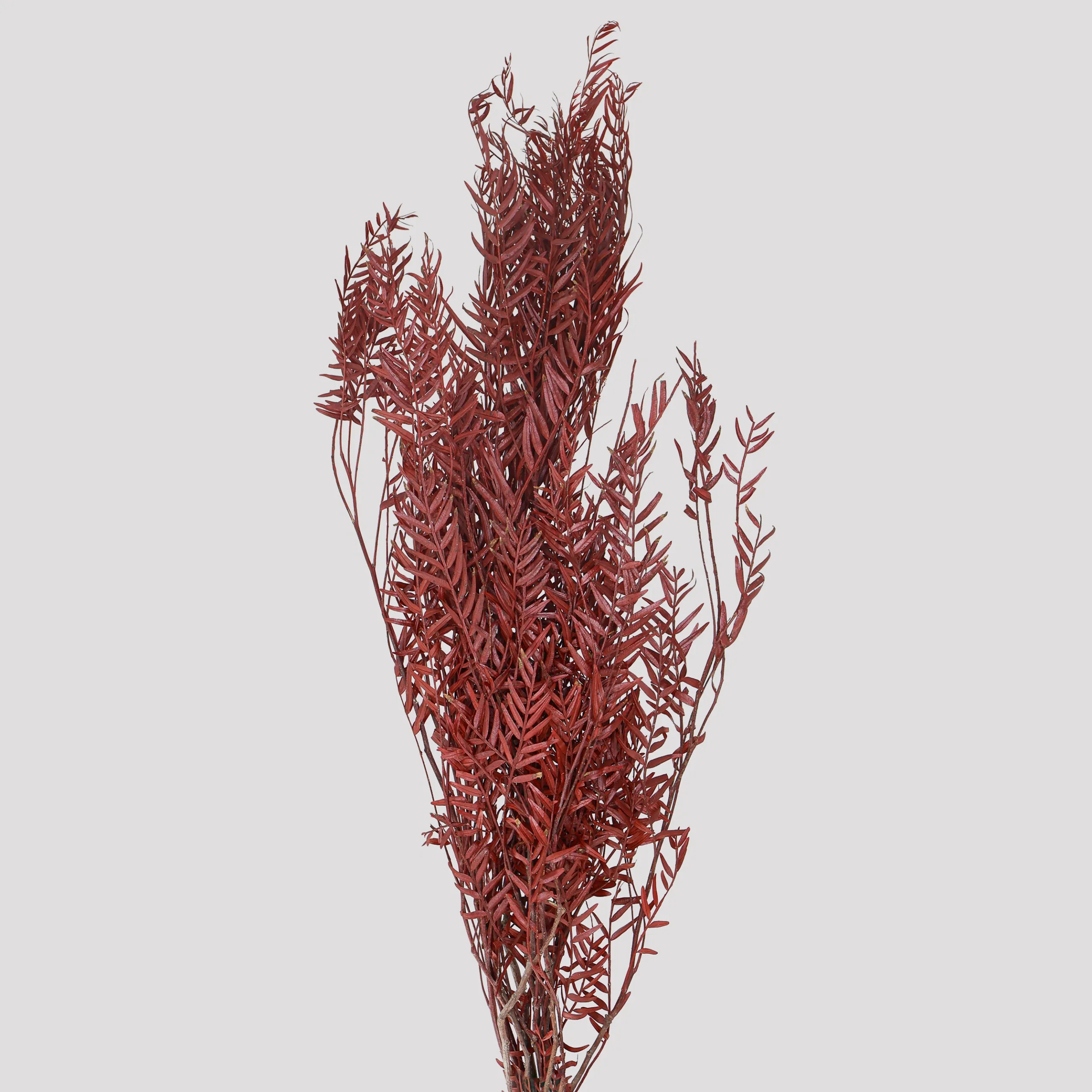 Falsa Pimienta Rojo General