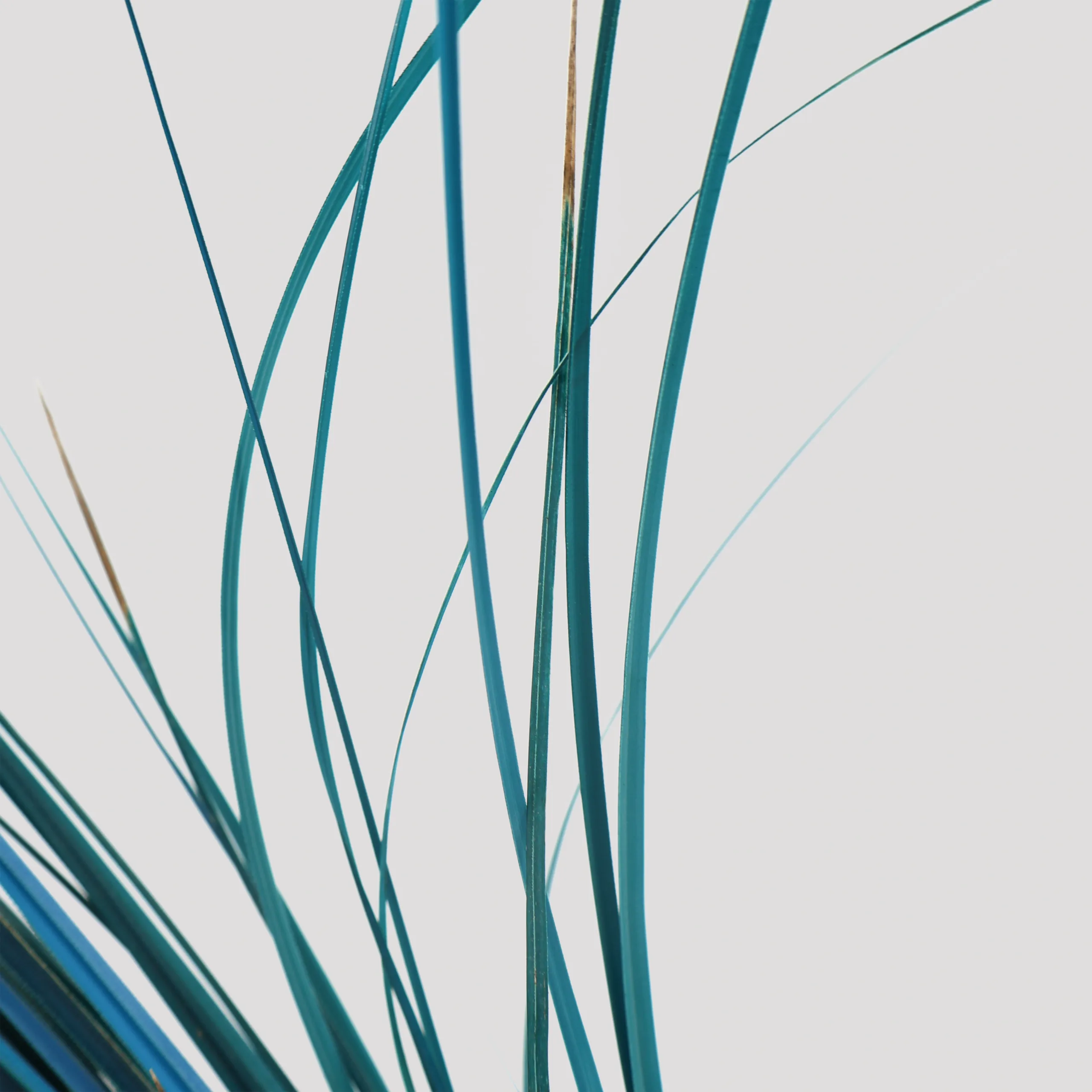 Ginerium Azul Detalle 2