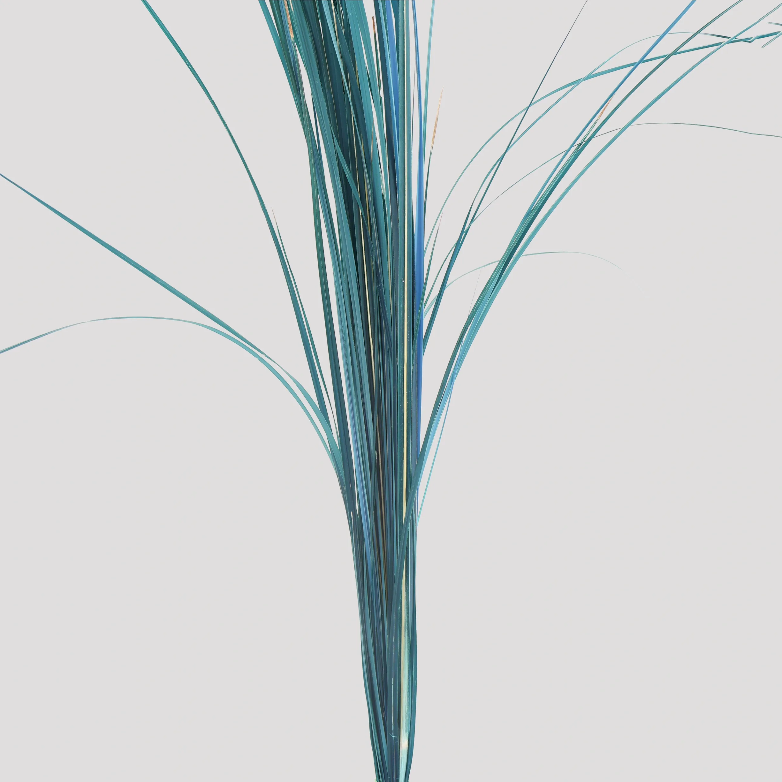 Ginerium Azul General