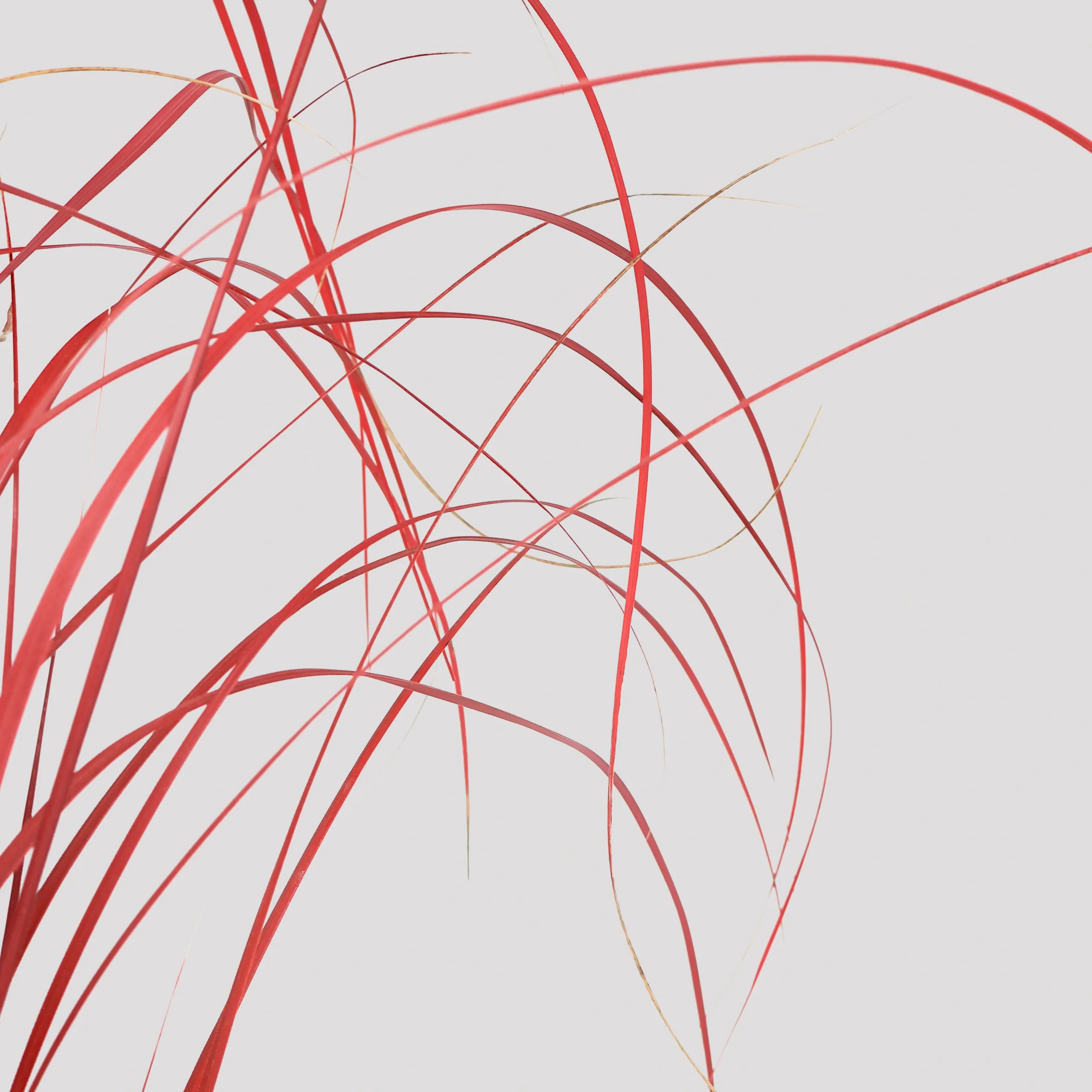 Ginerium Granate Detalle 2
