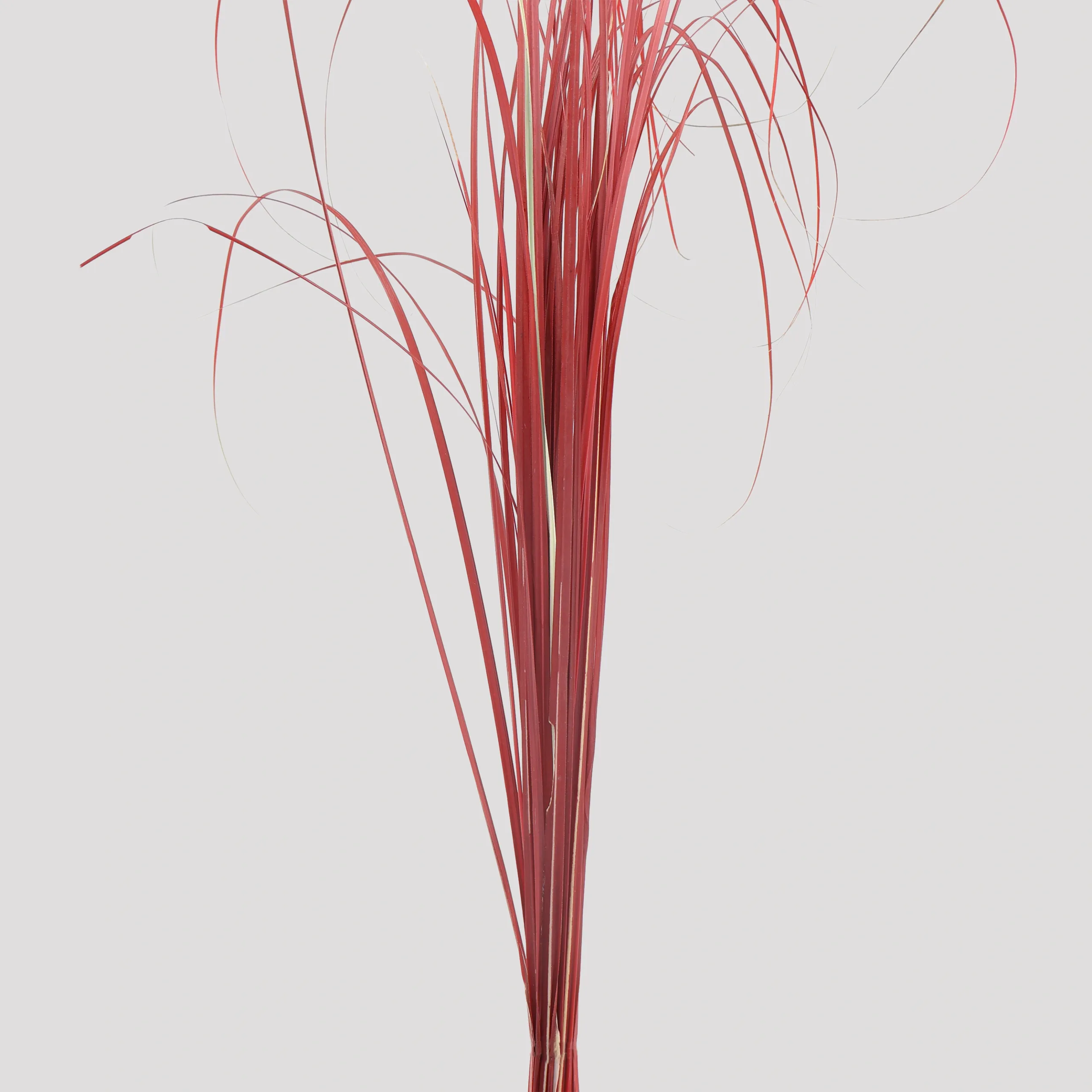 Ginerium Rojo General