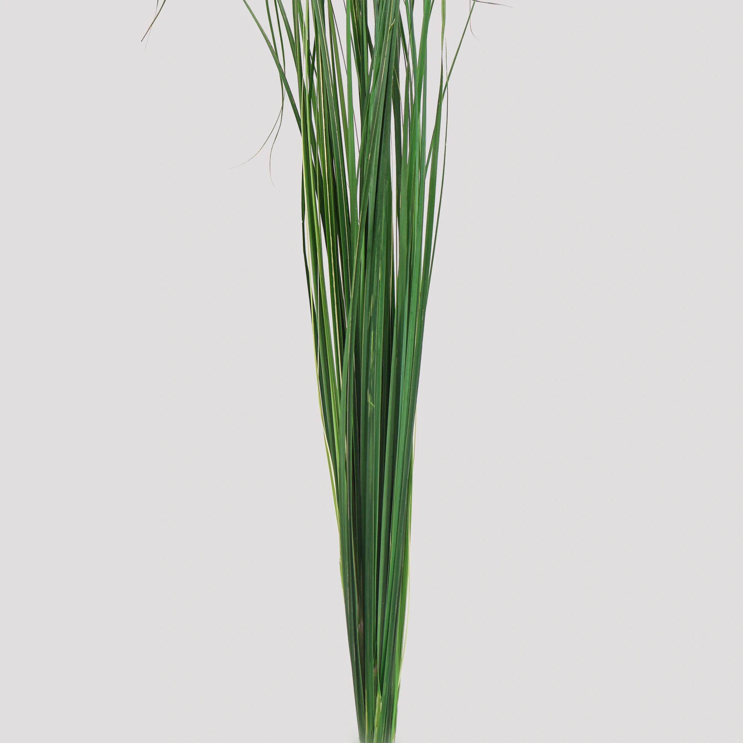 Ginerium Verde General