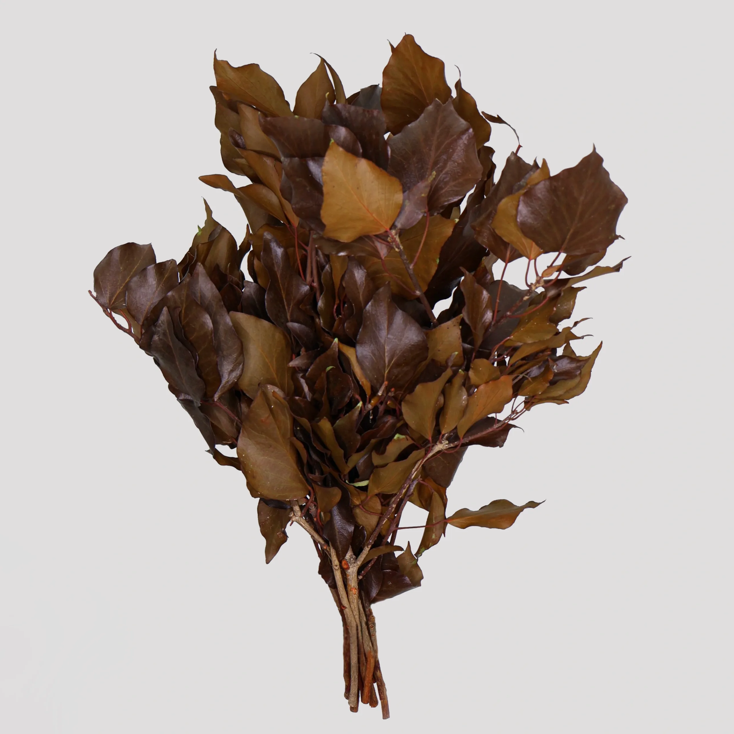 Tree ivy Chocolate General