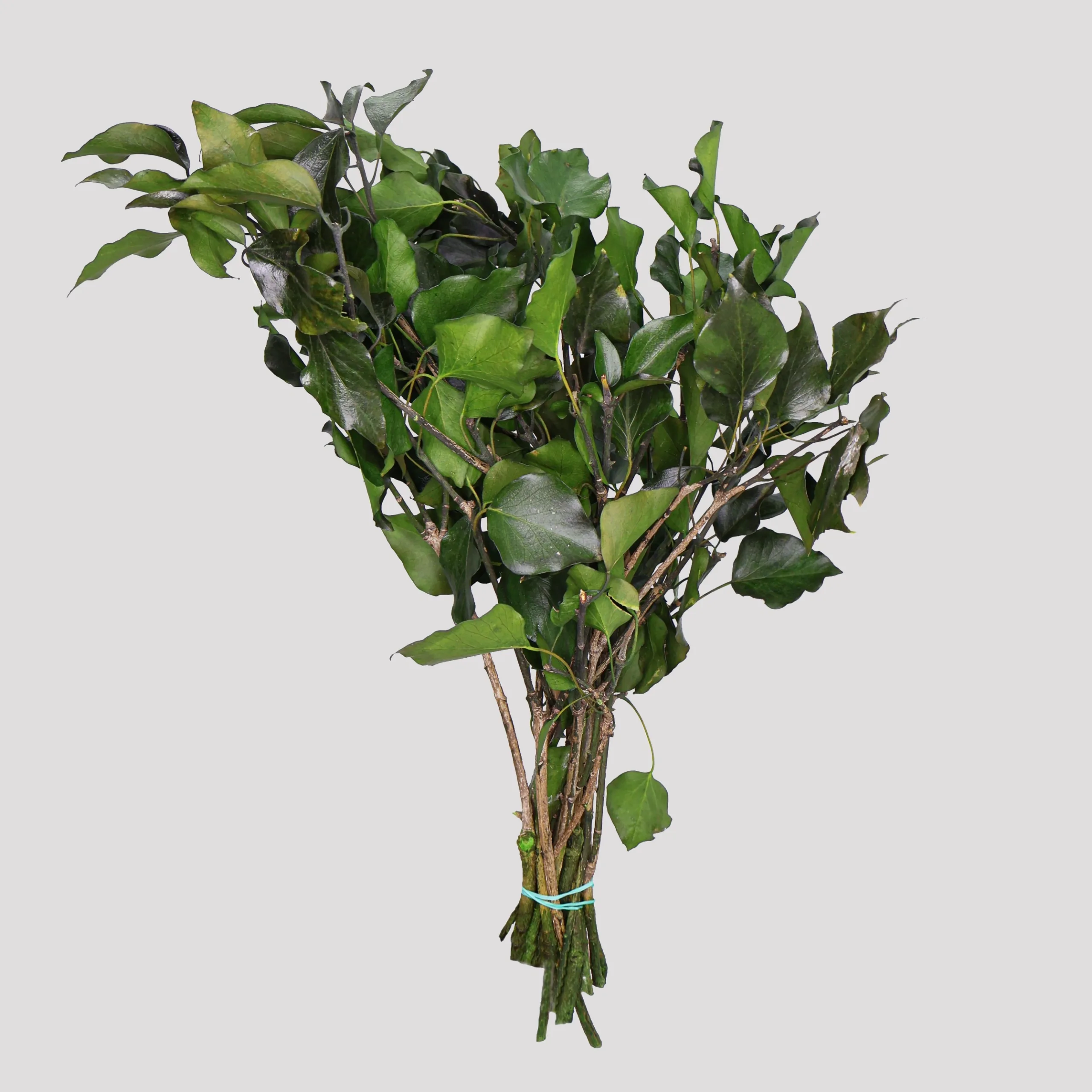 Tree Ivy - Green General