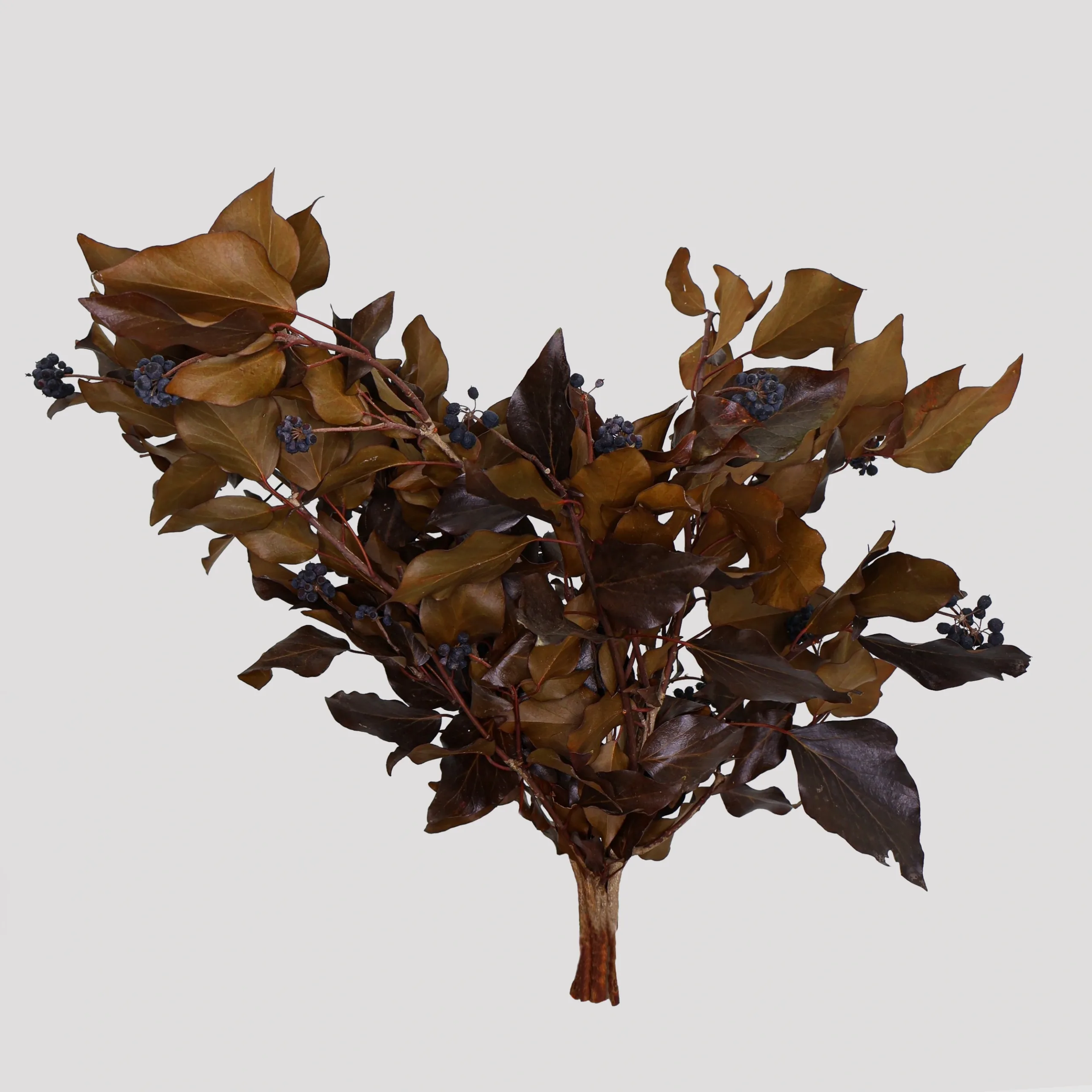 Tree Ivy - Fruits Chocolate General