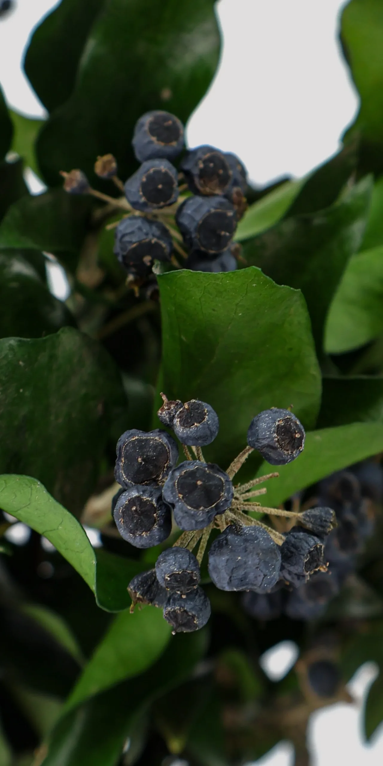 H. Arborea Fruts Verde Detalle