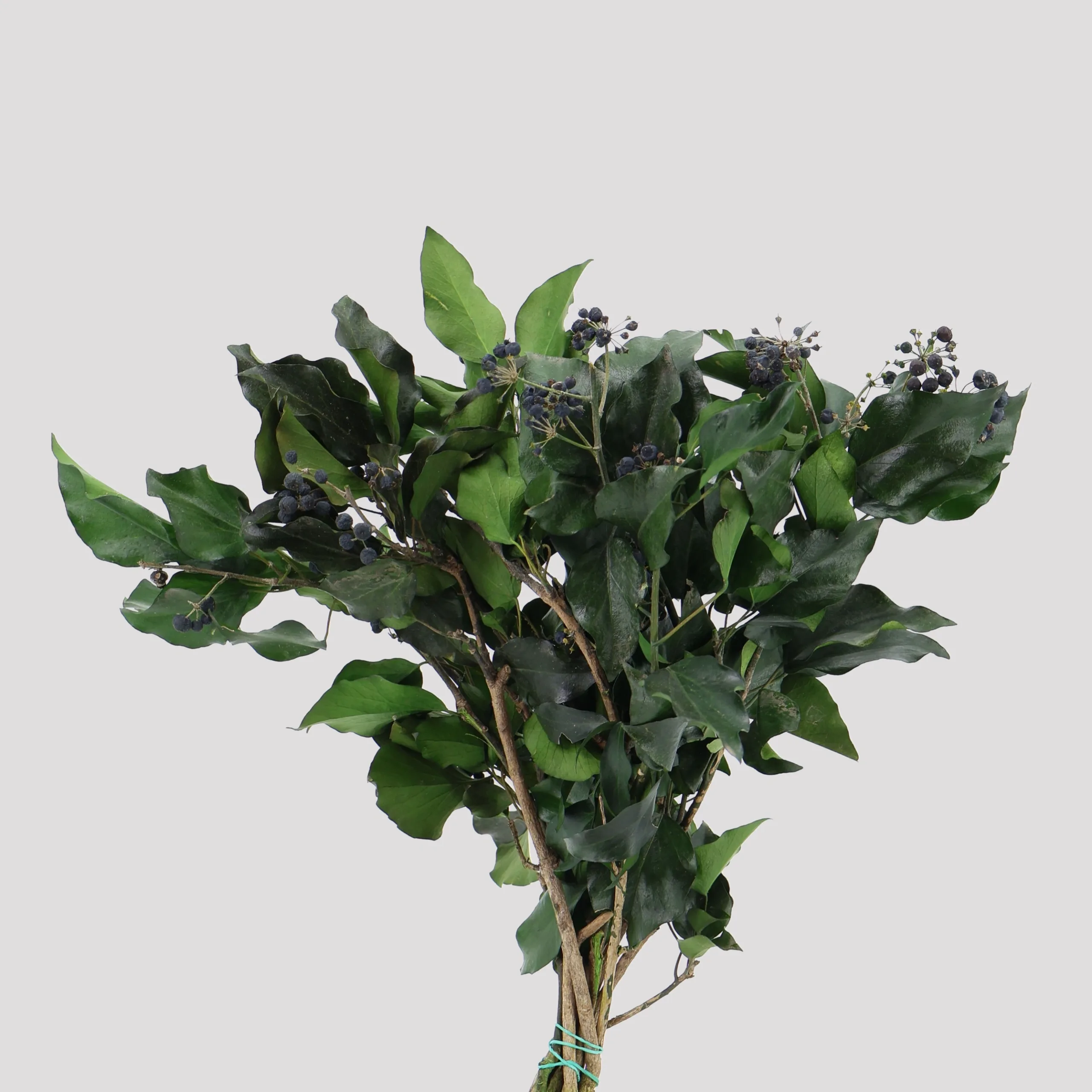 Tree Ivy - Fruits Green General