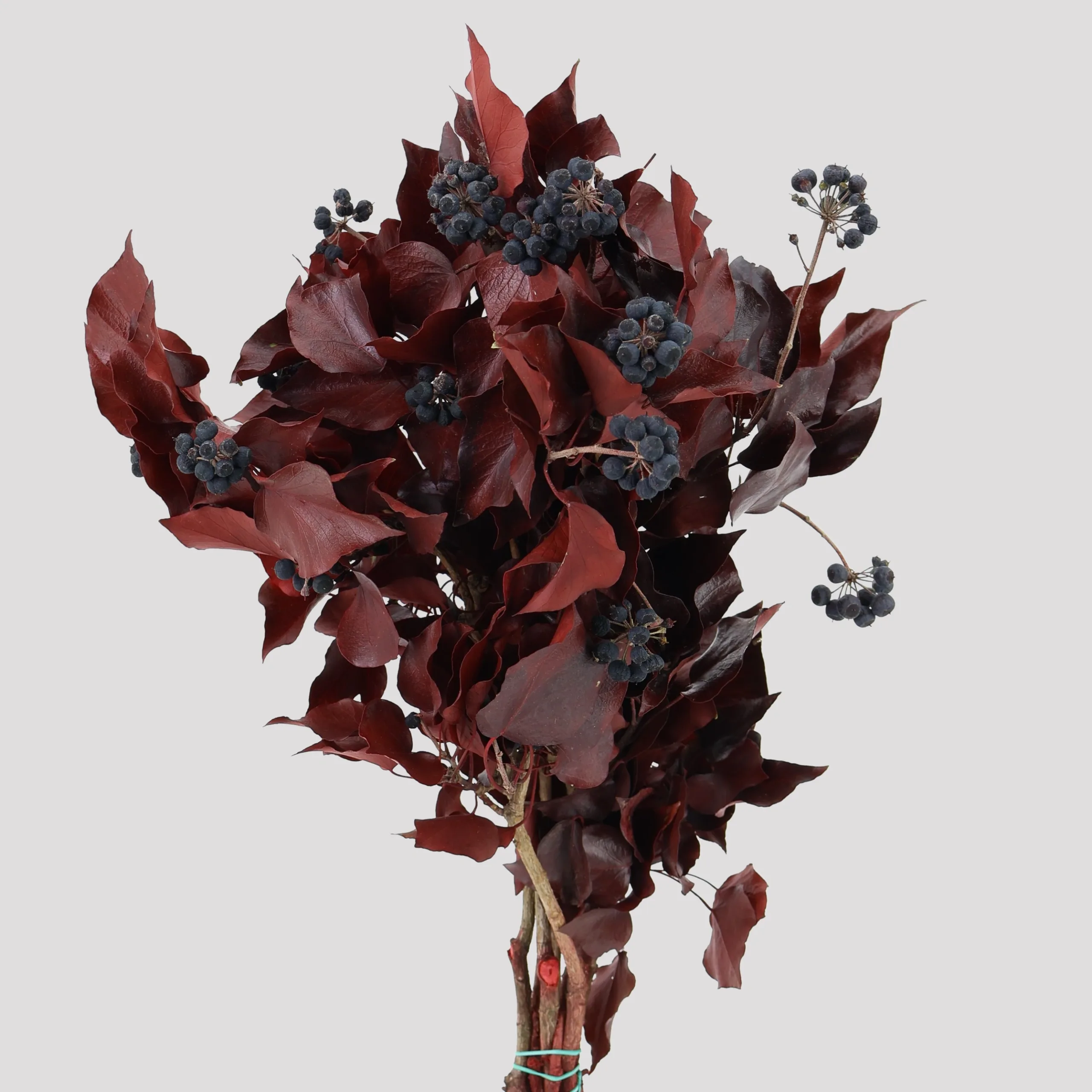Tree Ivy - Fruits Granet General