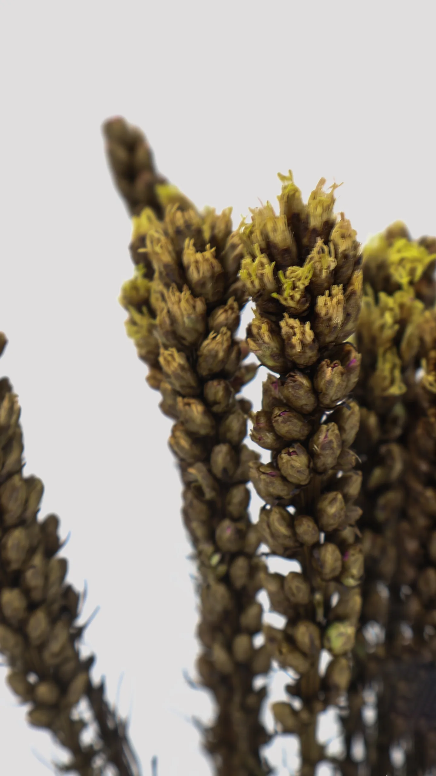 Liatris Amarillo Detalle