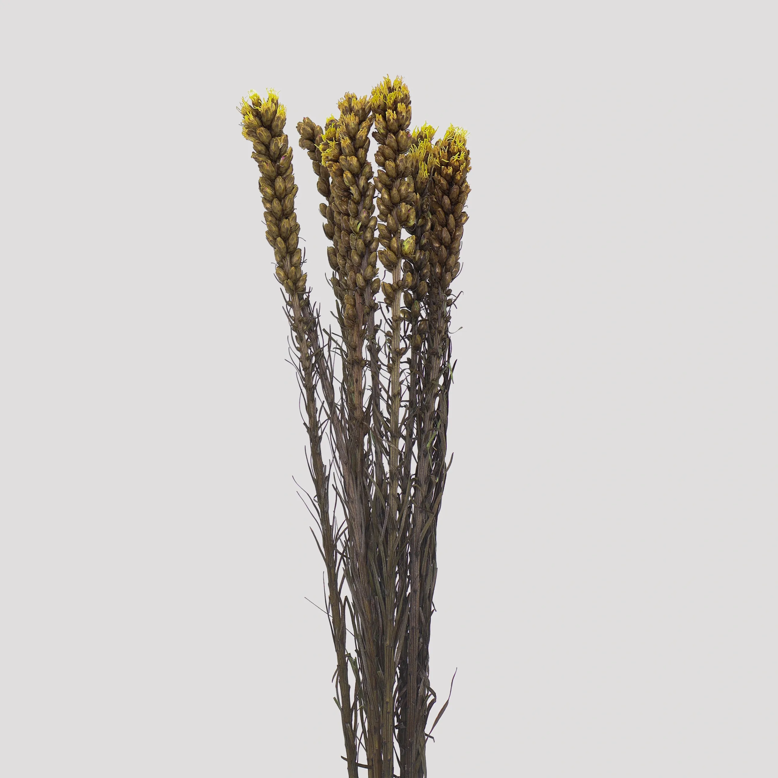 Liatris - Yellow General